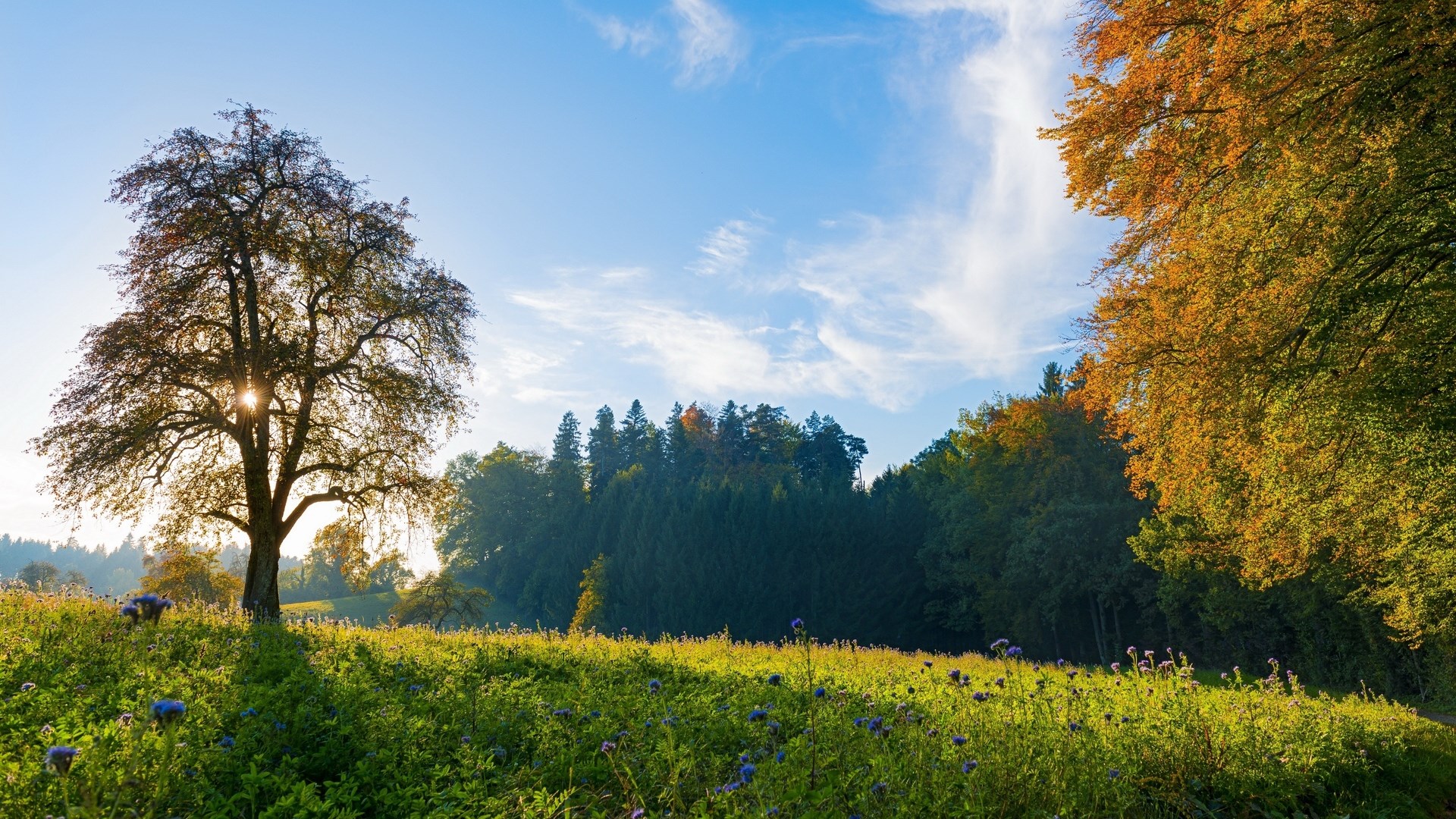 Autumn trees and meadow with sunbeams HD Wallpaper