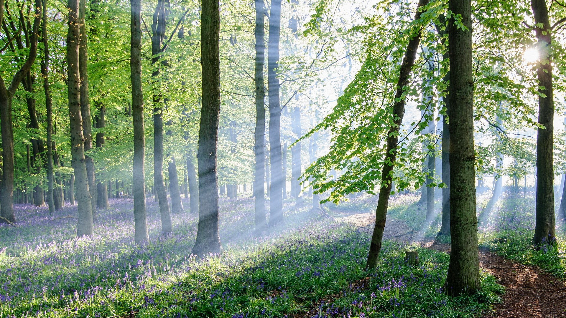 Sunlight streams through a misty forest with bluebells HD Wallpaper