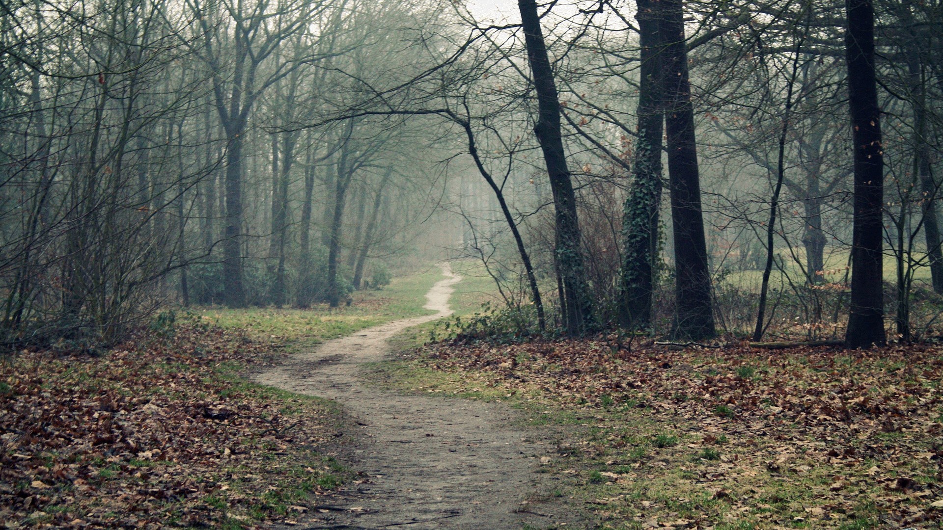 A winding path through a misty forest in autumn HD Wallpaper