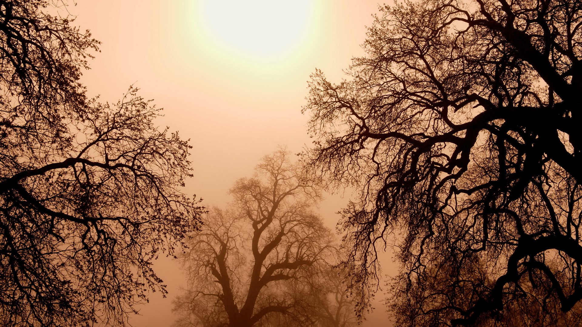 Bare trees silhouetted against a hazy, orange sky HD Wallpaper