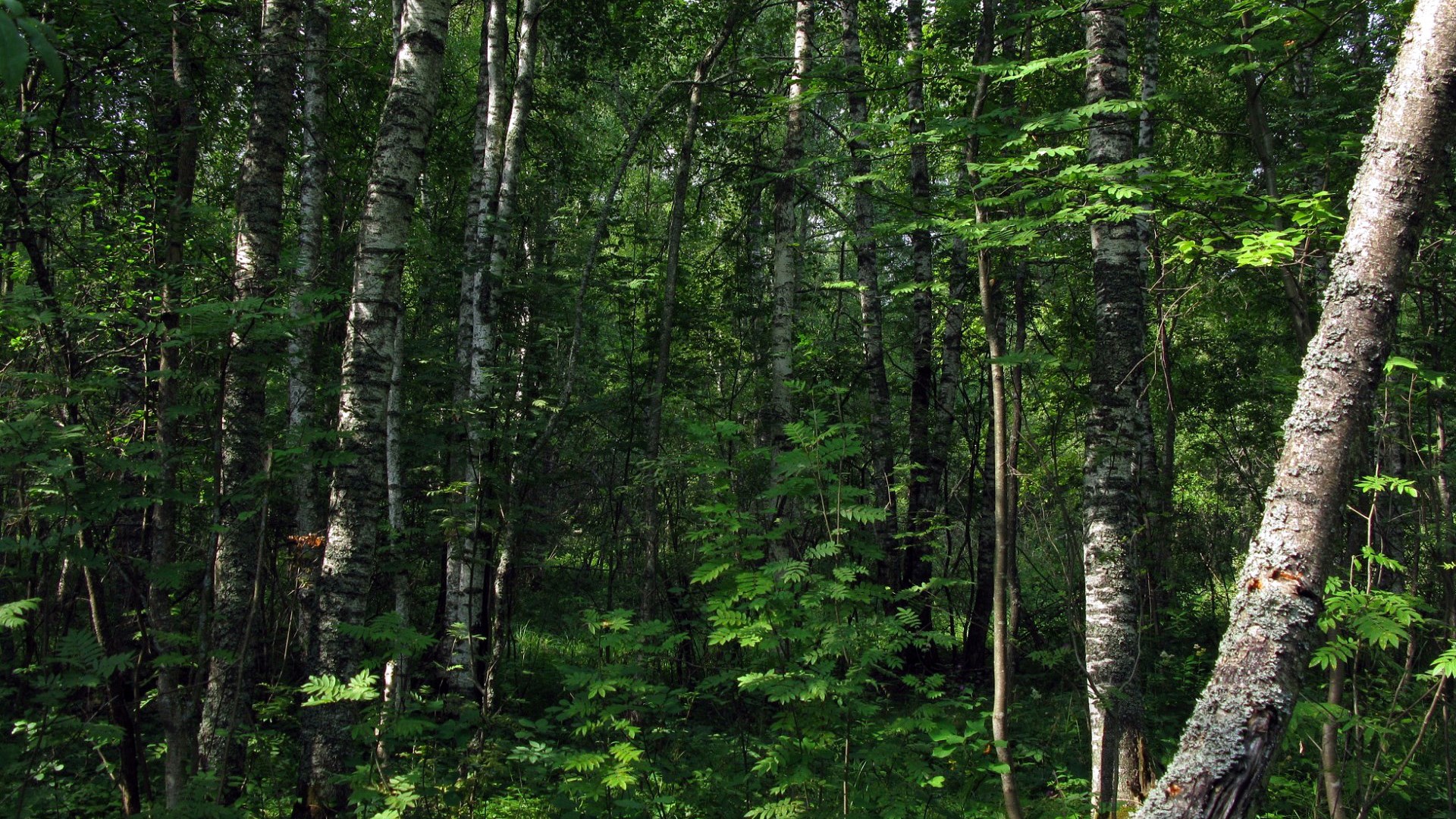 A dense forest with birch trees and green foliage HD Wallpaper