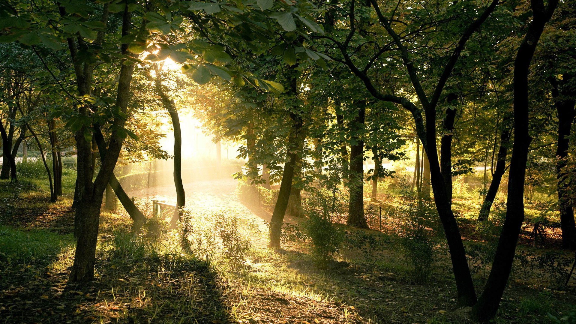 Sunlight filtering through trees in a forest HD Wallpaper