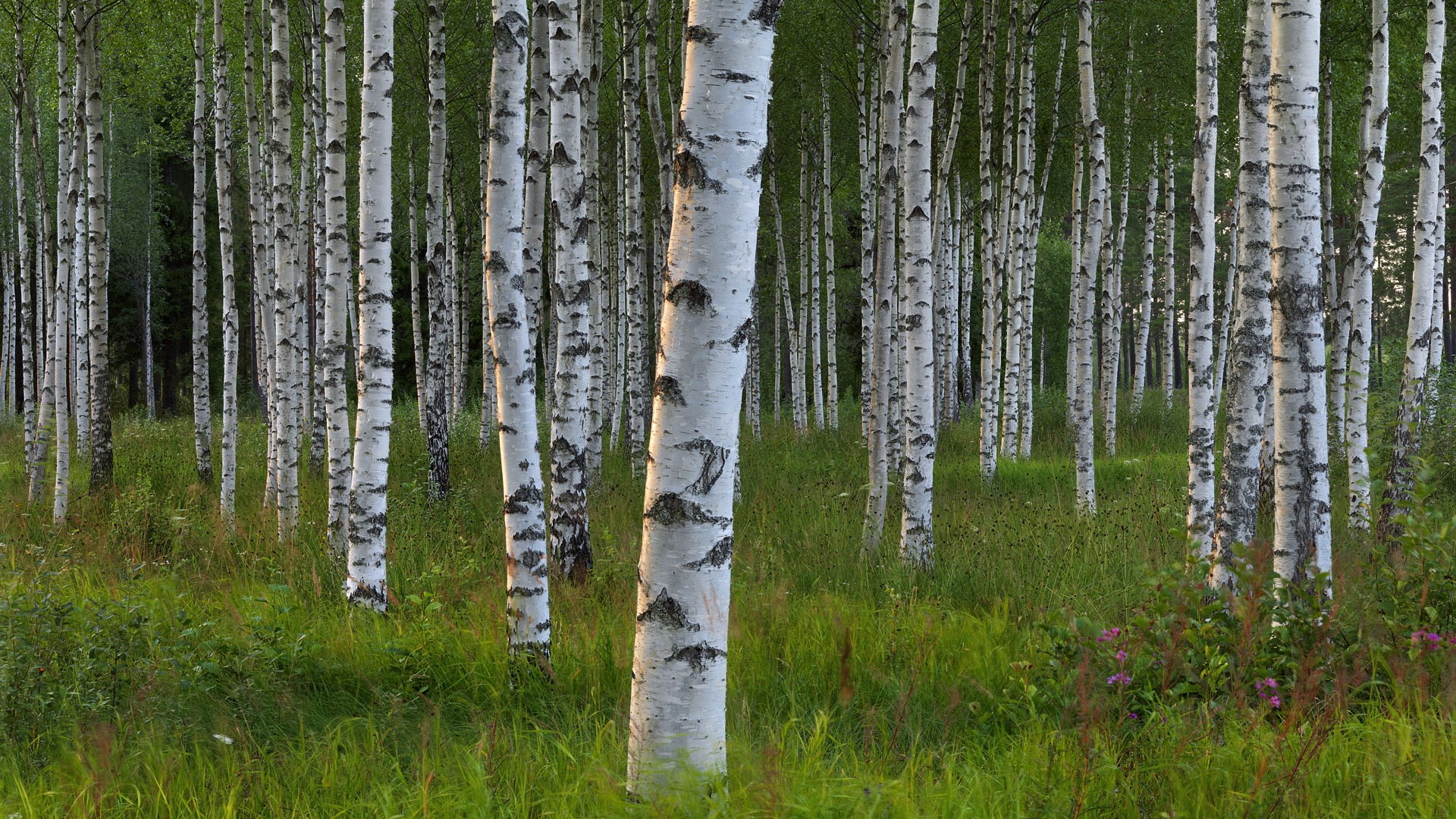 Birch forest with green grass and flowers HD Wallpaper