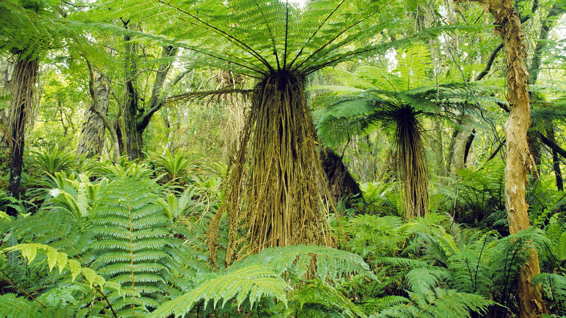 Dense forest with large ferns and trees HD Wallpaper