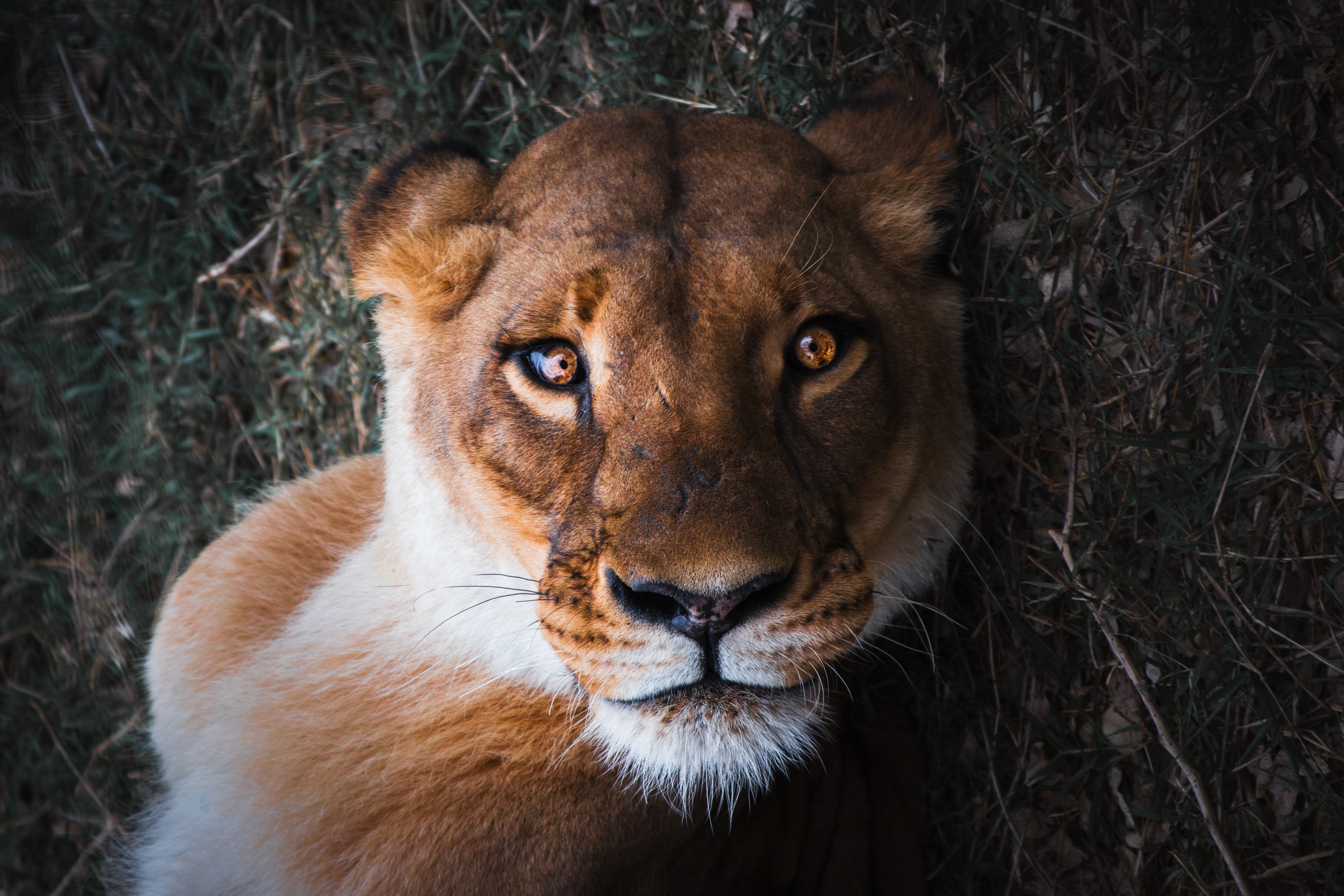 Close up of a female lion HD Wallpaper