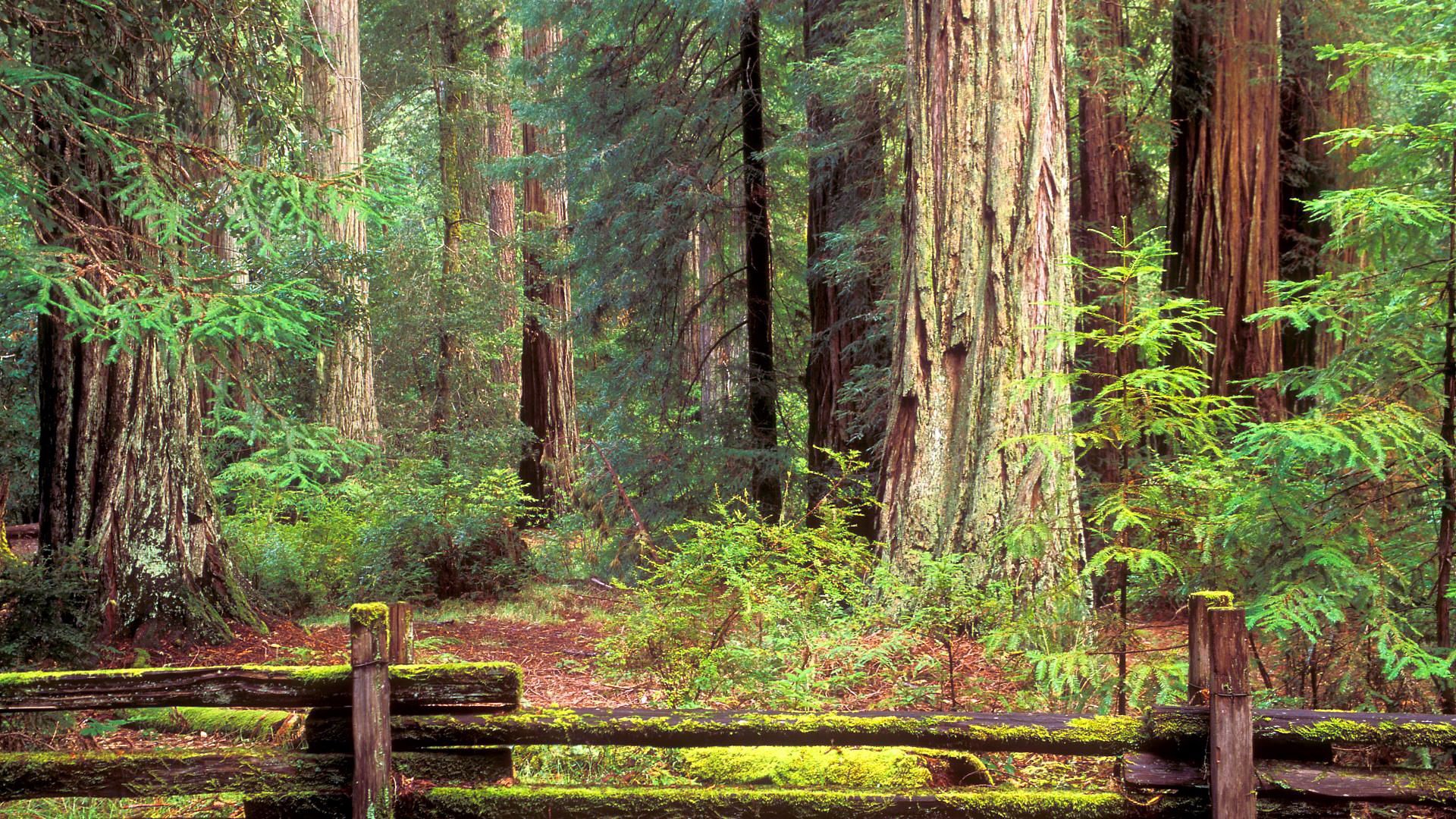 Redwood forest with a rustic wooden fence HD Wallpaper