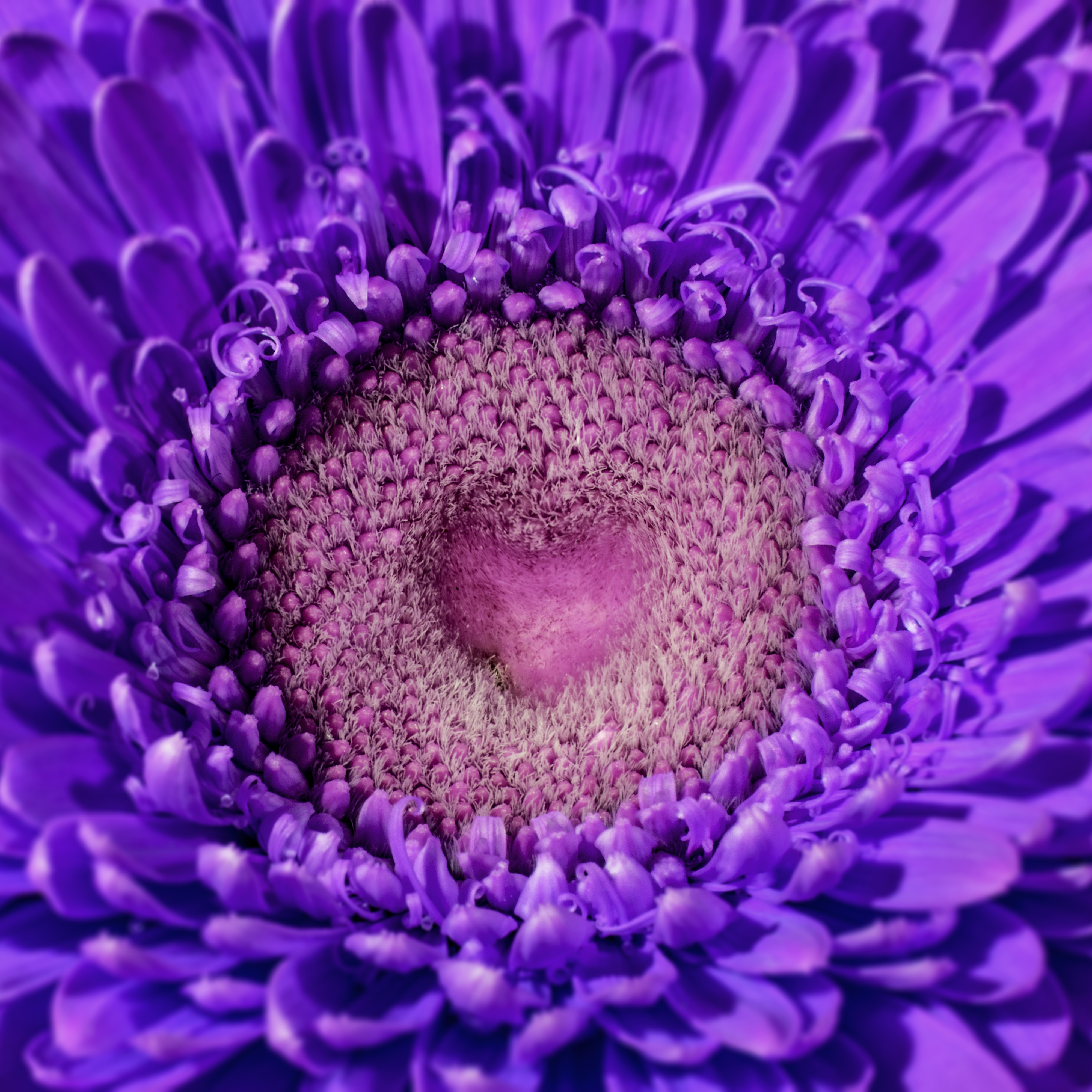 Close-up of a purple Gerbera flower with a heart shape in the center HD Wallpaper