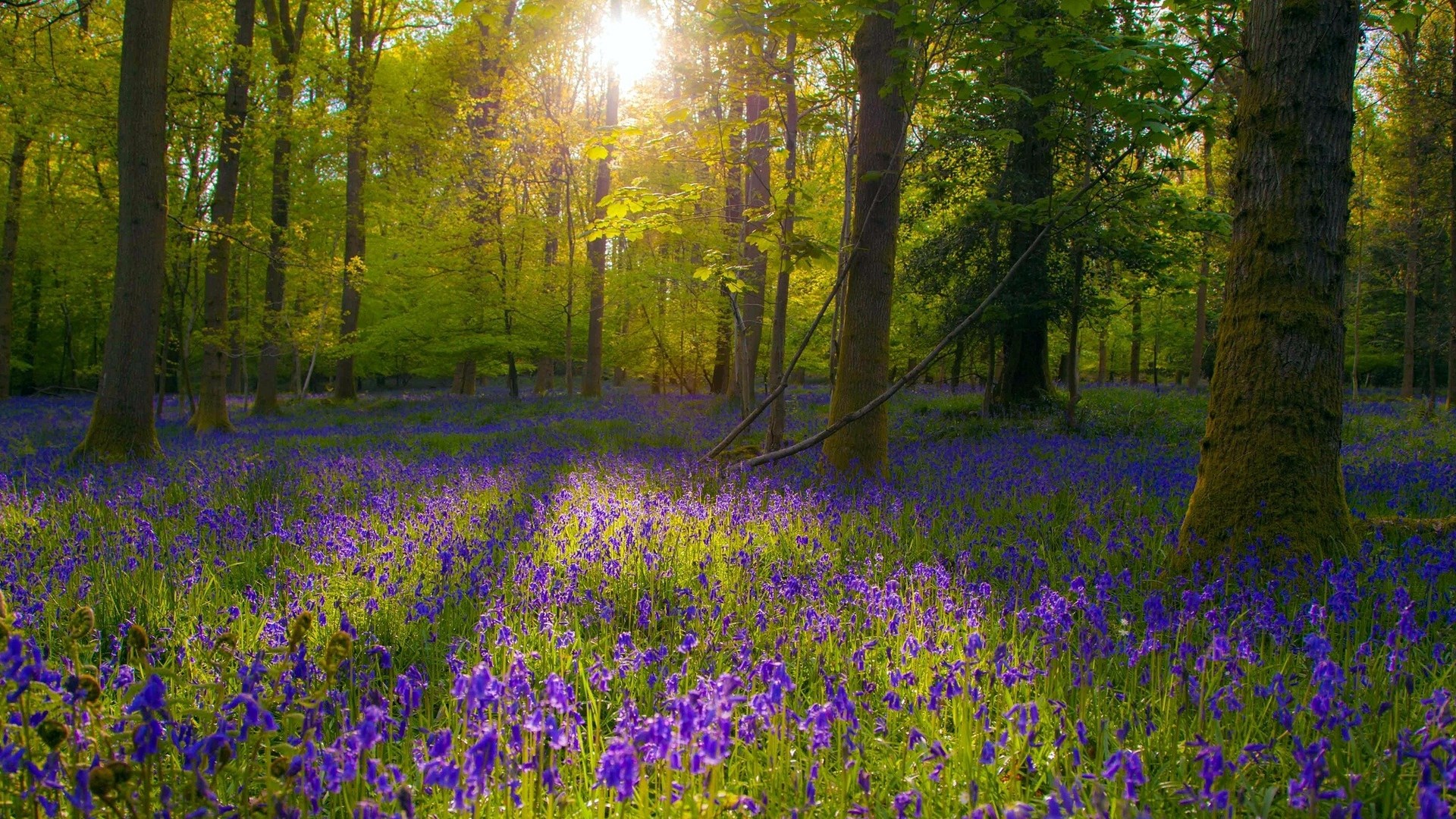 Sunlight streams through a forest floor covered in bluebells HD Wallpaper