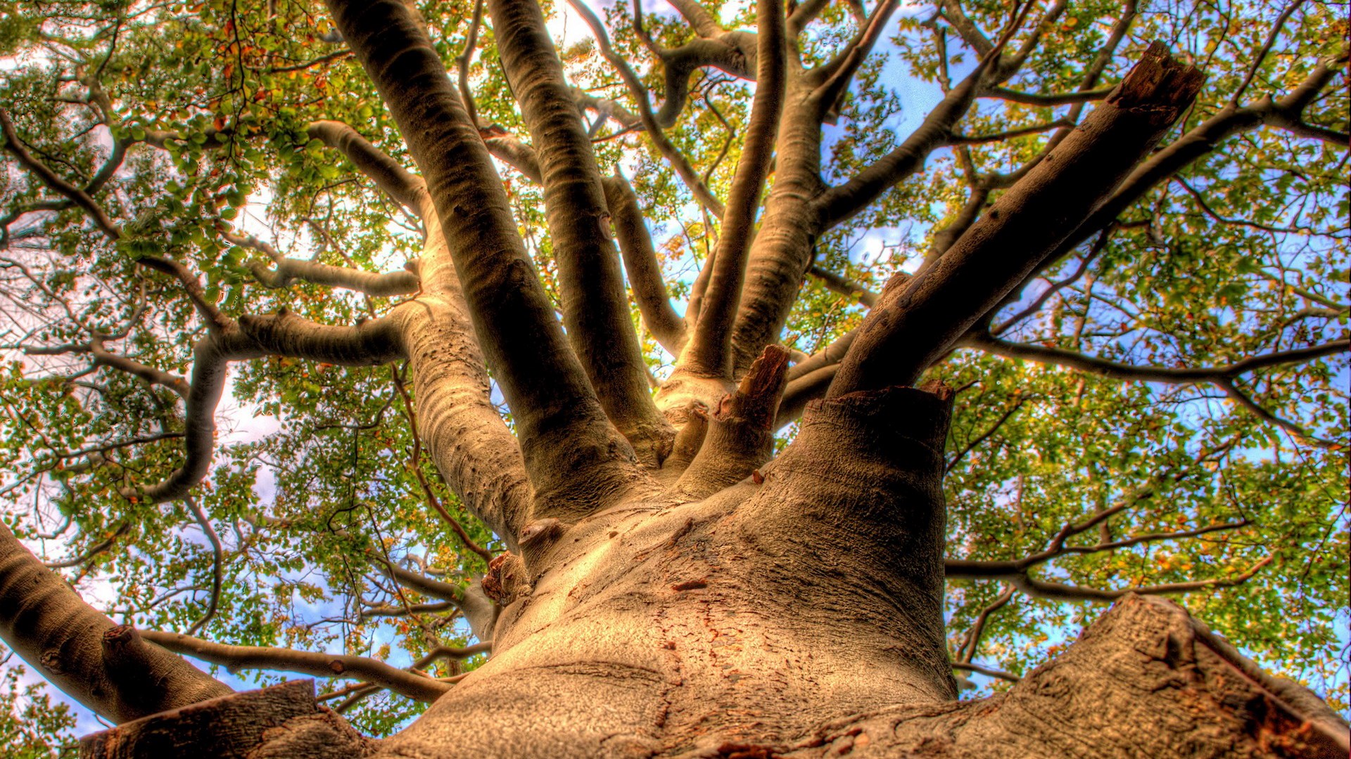Looking up at a large tree trunk and branches HD Wallpaper