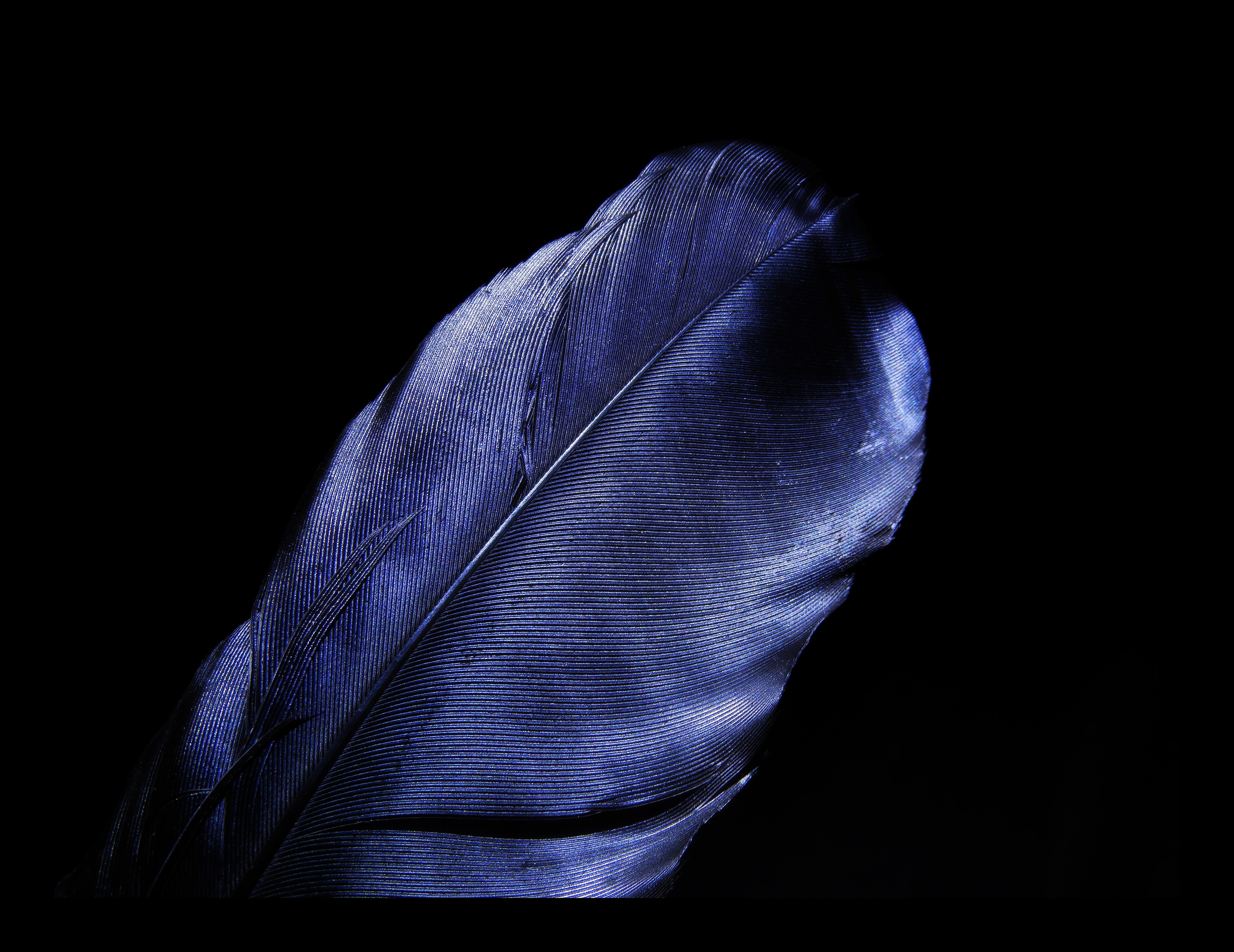 Blue feather on black background HD Wallpaper