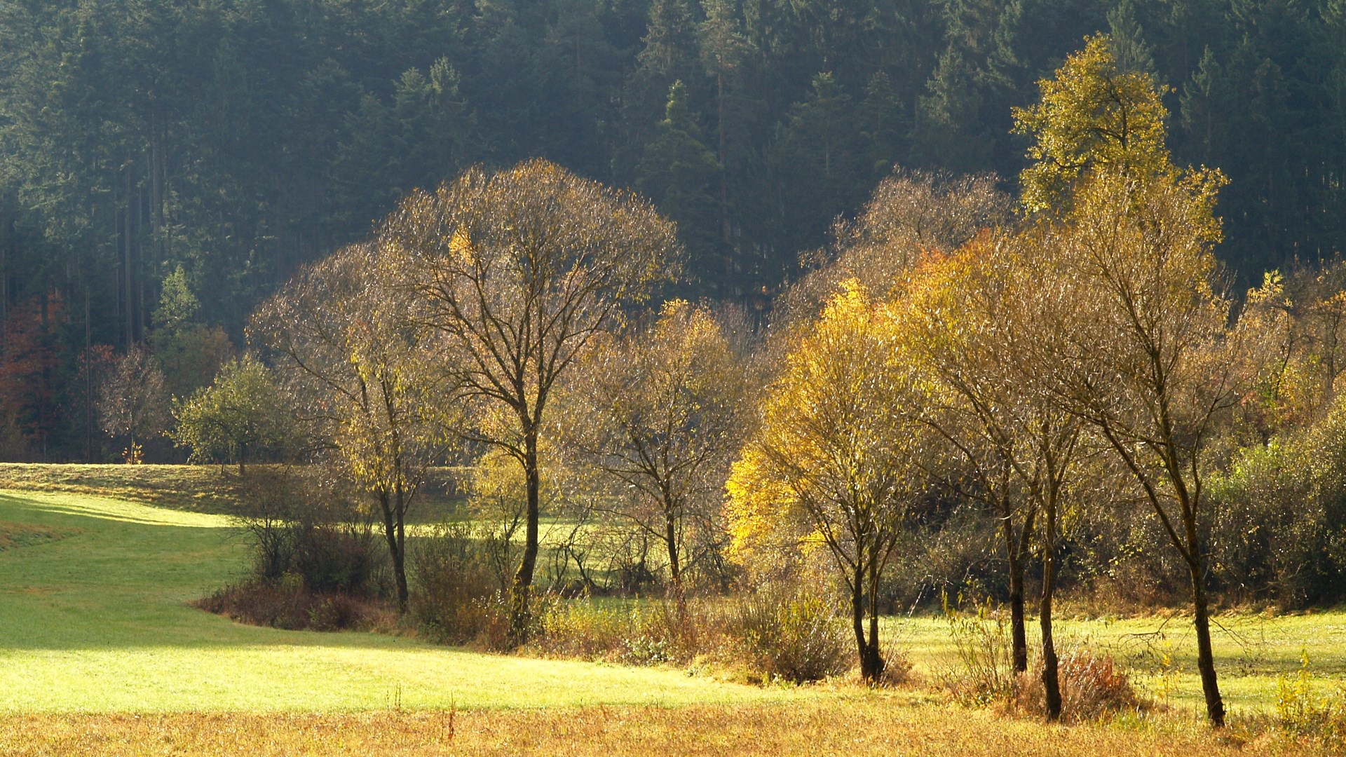 Autumn trees in a sunlit meadow with a forest background HD Wallpaper