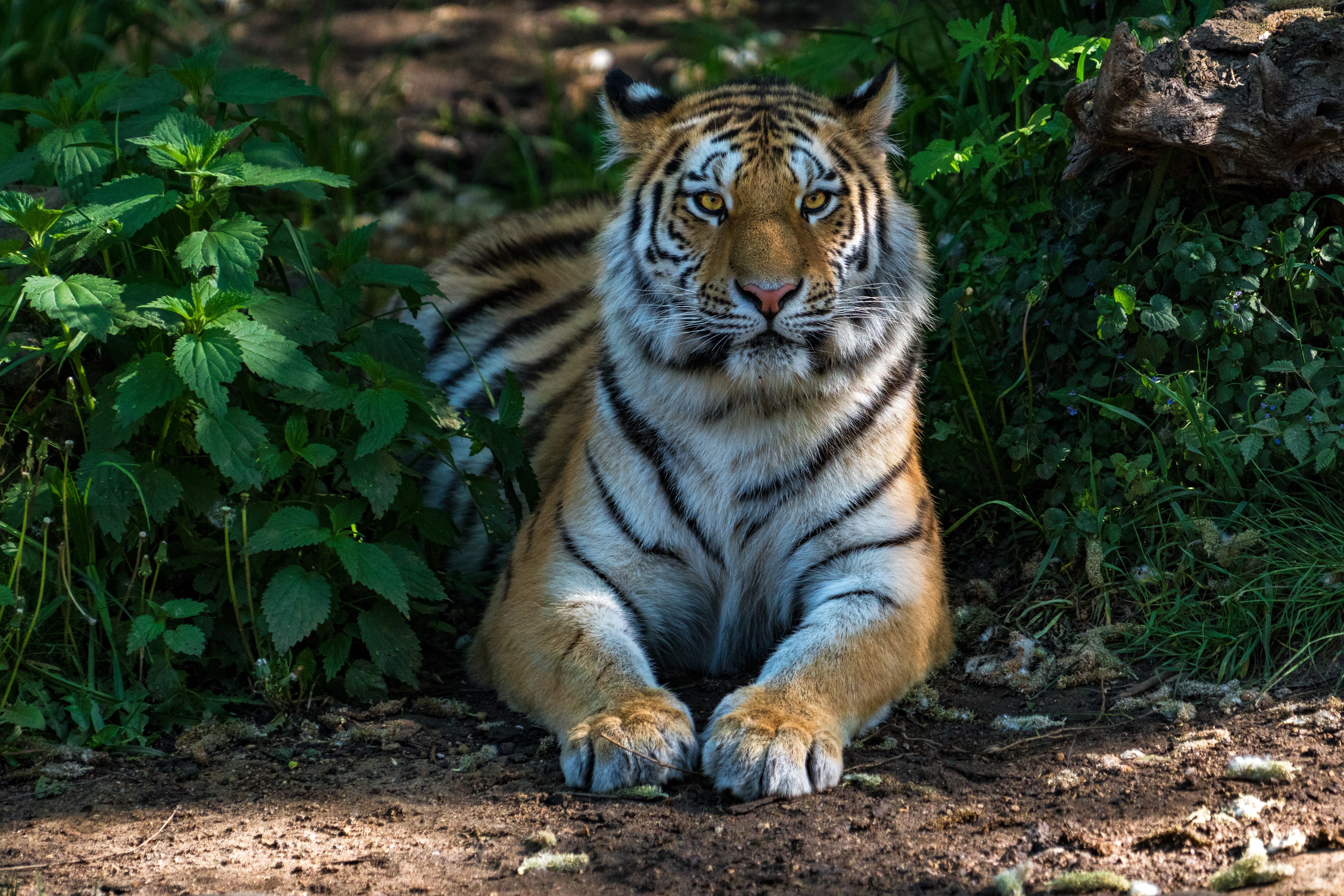 Tiger lying down in green foliage HD Wallpaper