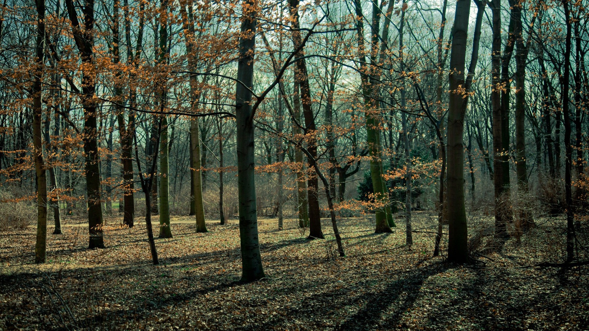 Bare trees in a forest with fallen leaves HD Wallpaper