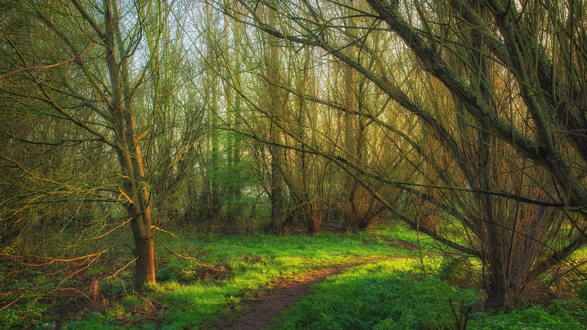 A winding path through a sunlit forest HD Wallpaper