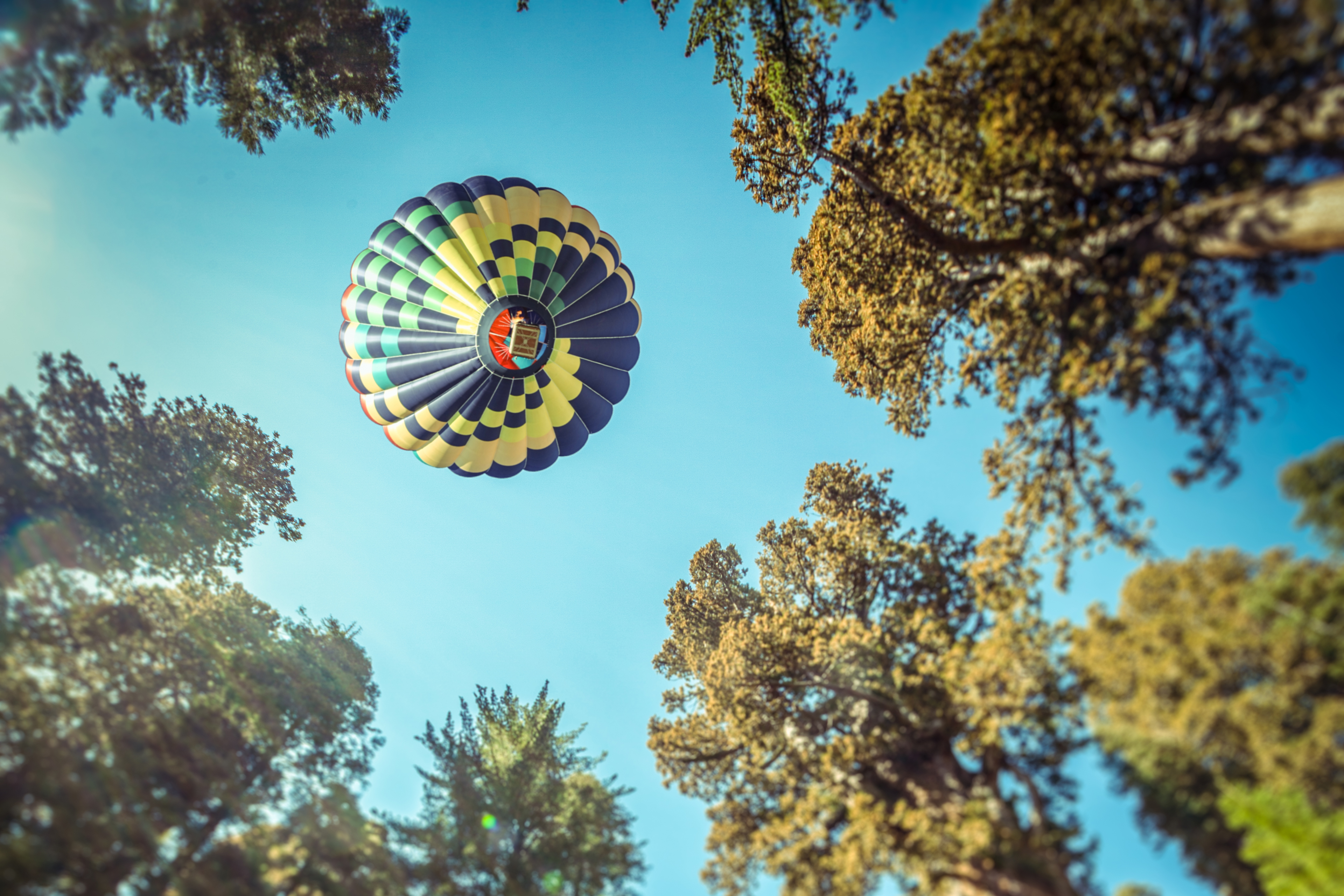 Hot air balloon over Sequoia National Park forest HD Wallpaper