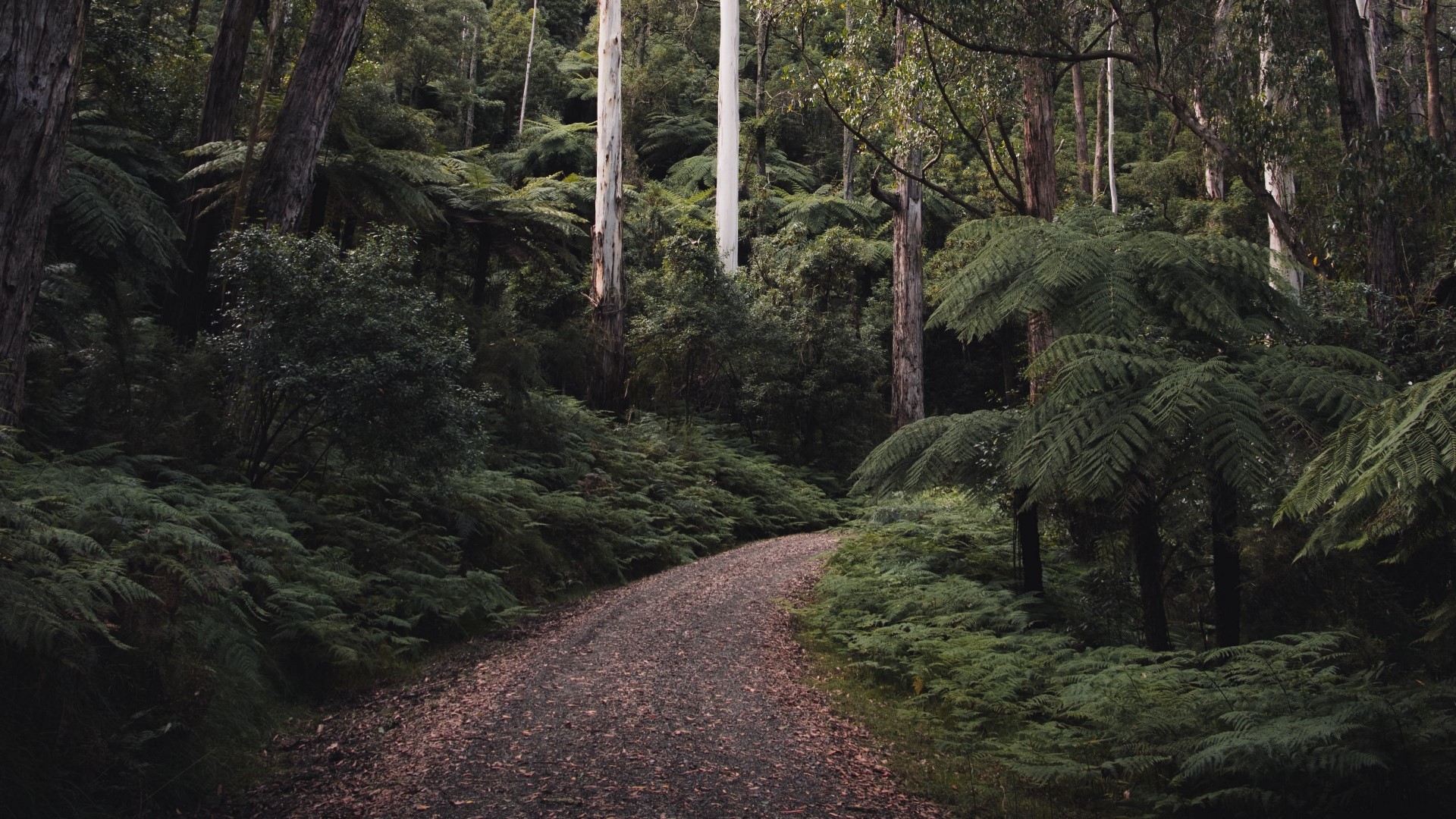 Forest path with ferns and tall trees HD Wallpaper