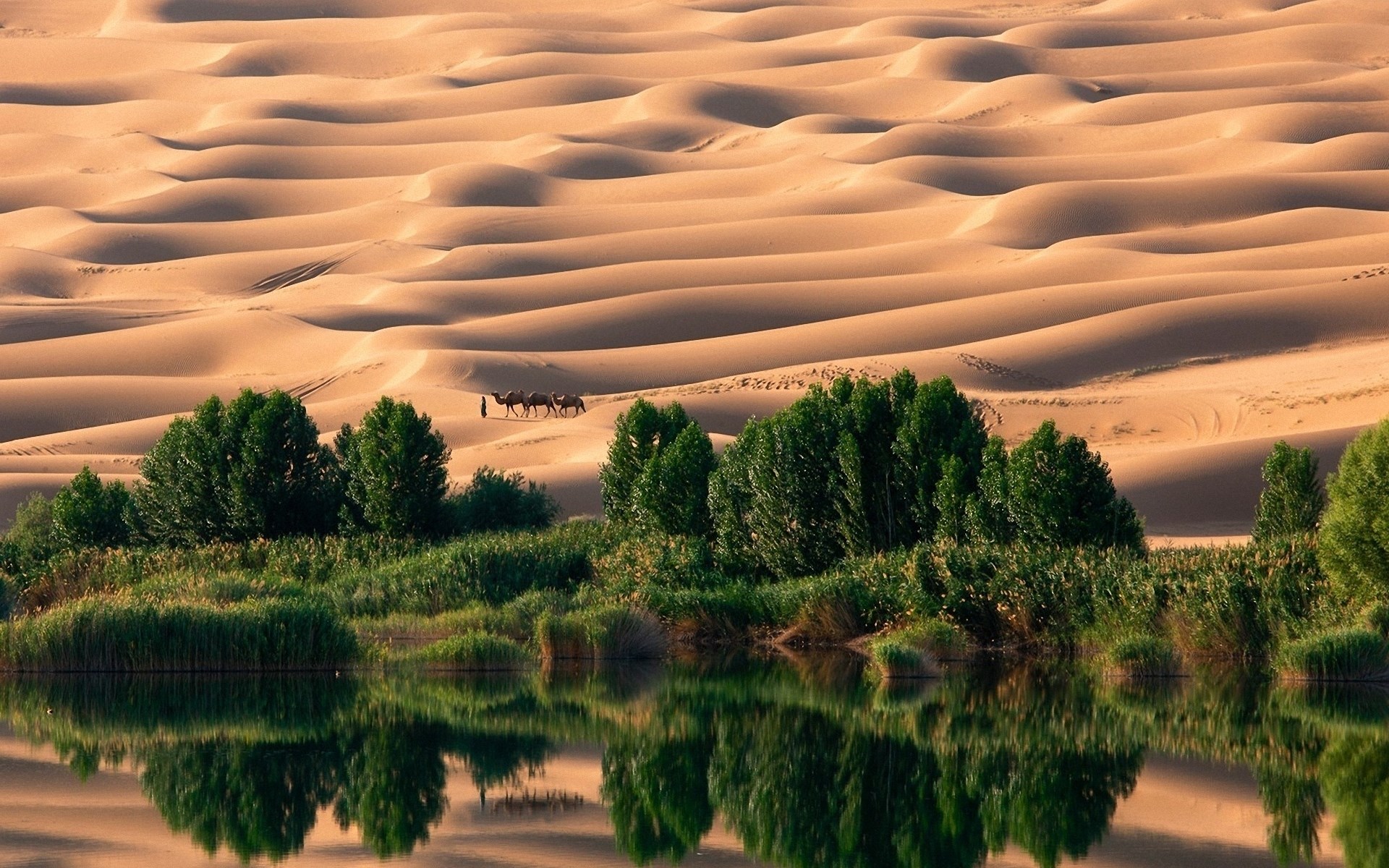 Camels crossing sand dunes near a lake with trees HD Wallpaper