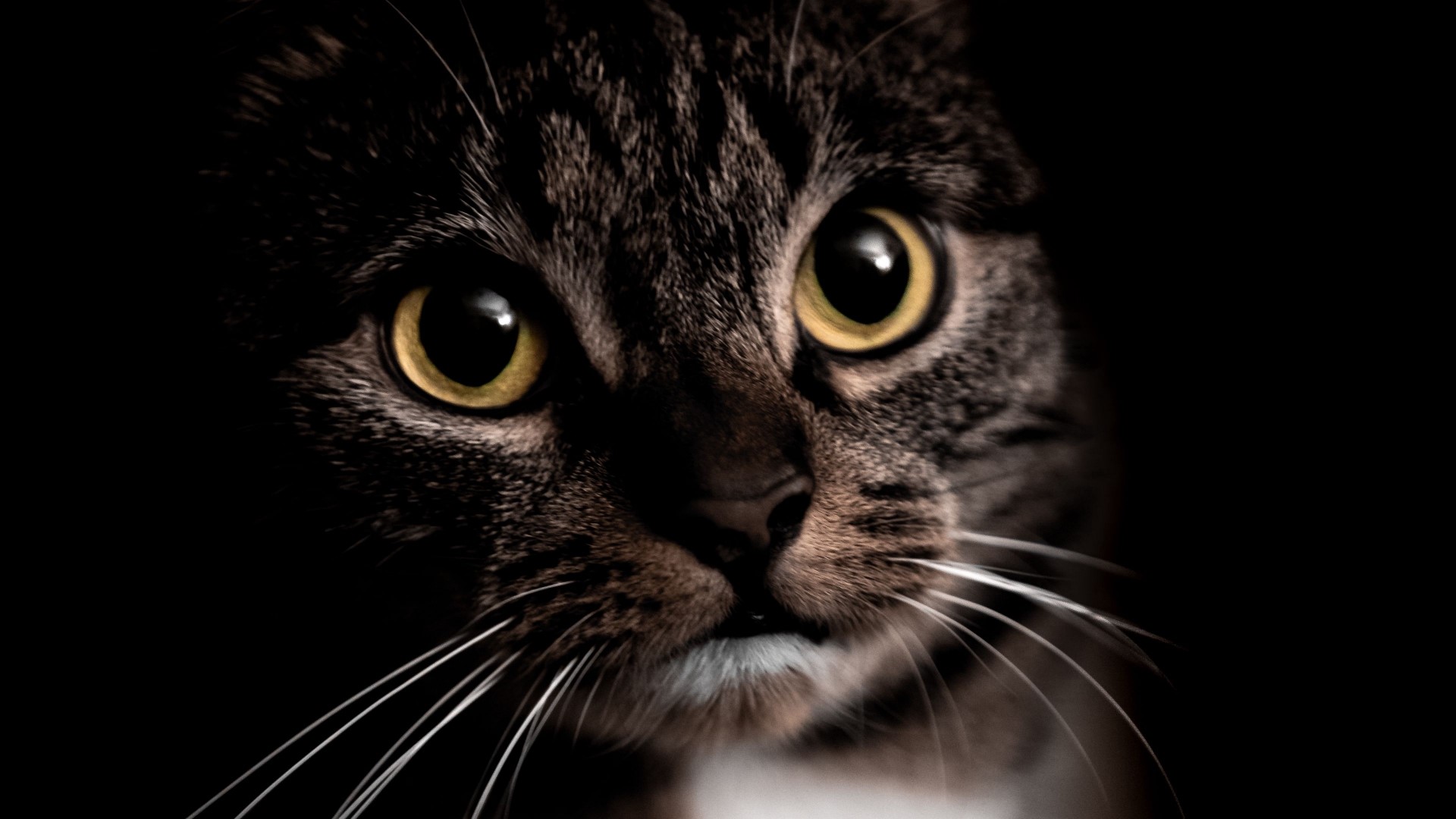 Close-up of a tabby cat's face HD Wallpaper