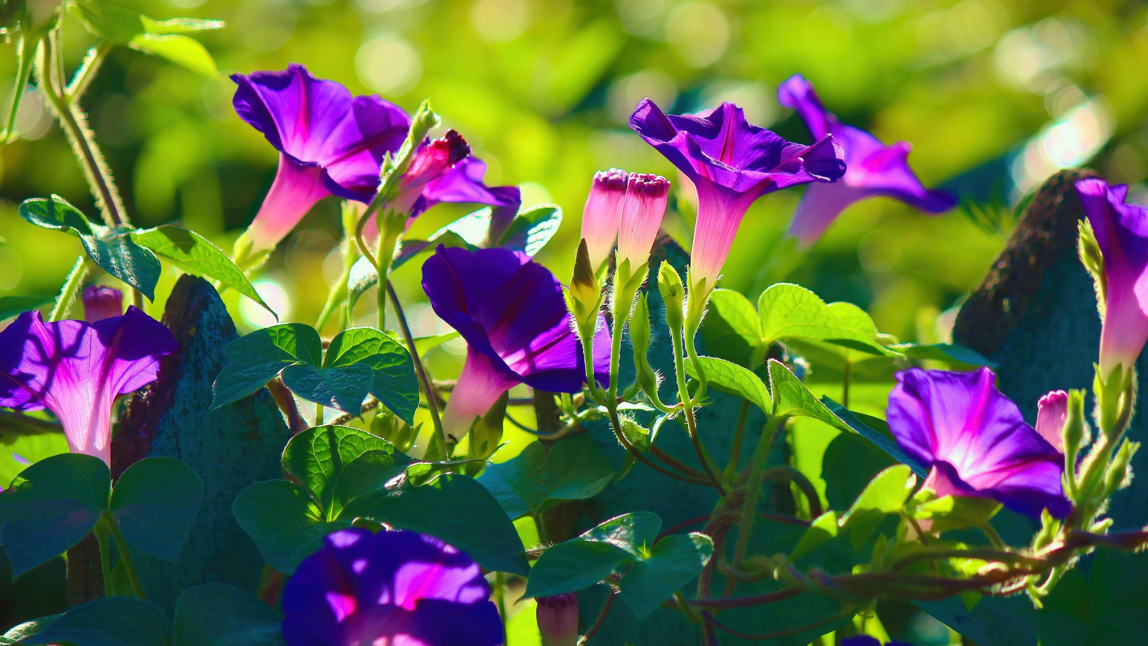 4K Morning Glory Flowers HD Wallpaper