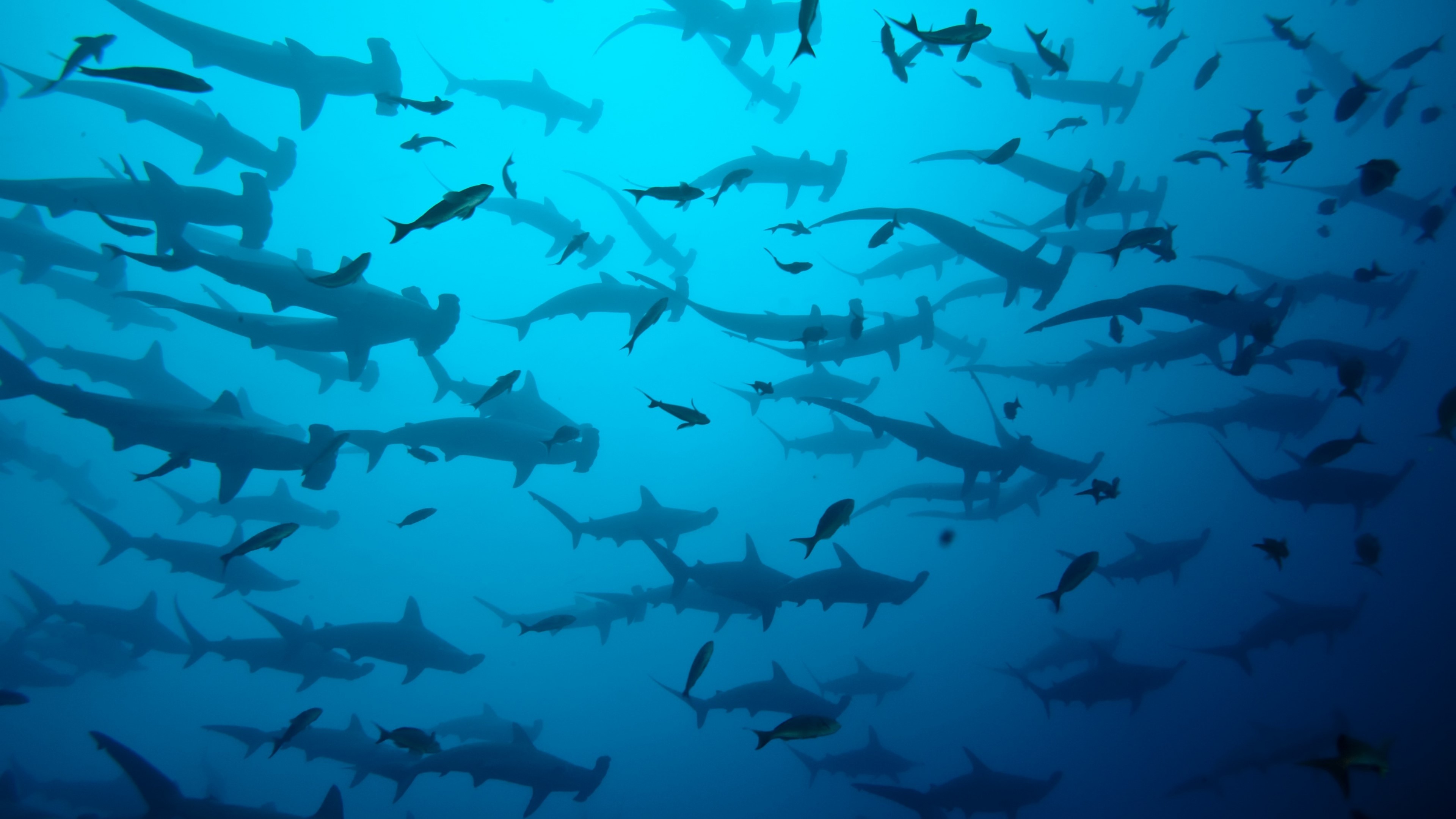 4K School of Hammerhead Sharks in Ocean HD Wallpaper