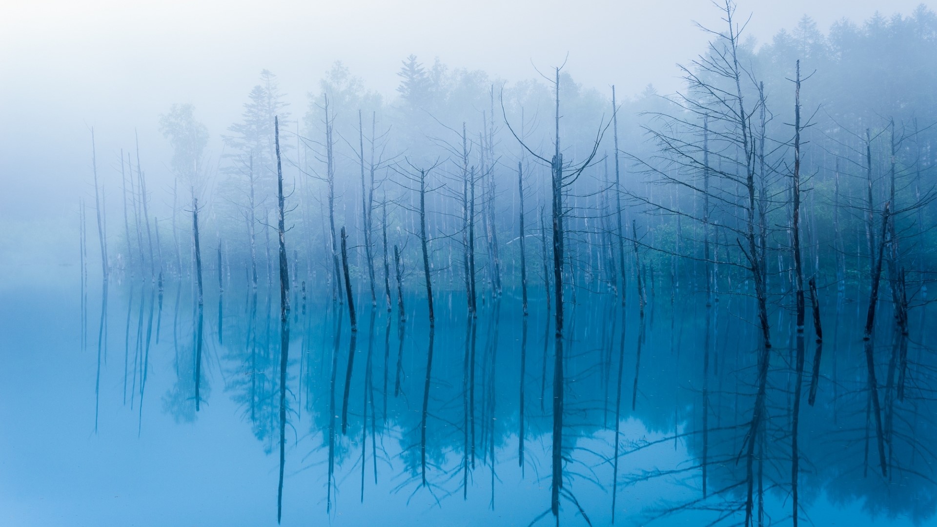 Blue pond with dead trees and fog HD Wallpaper