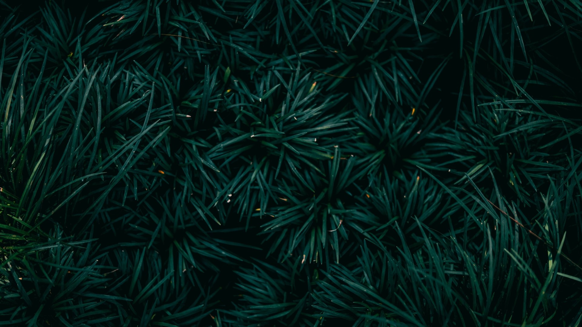 Dark green pine needles close-up HD Wallpaper