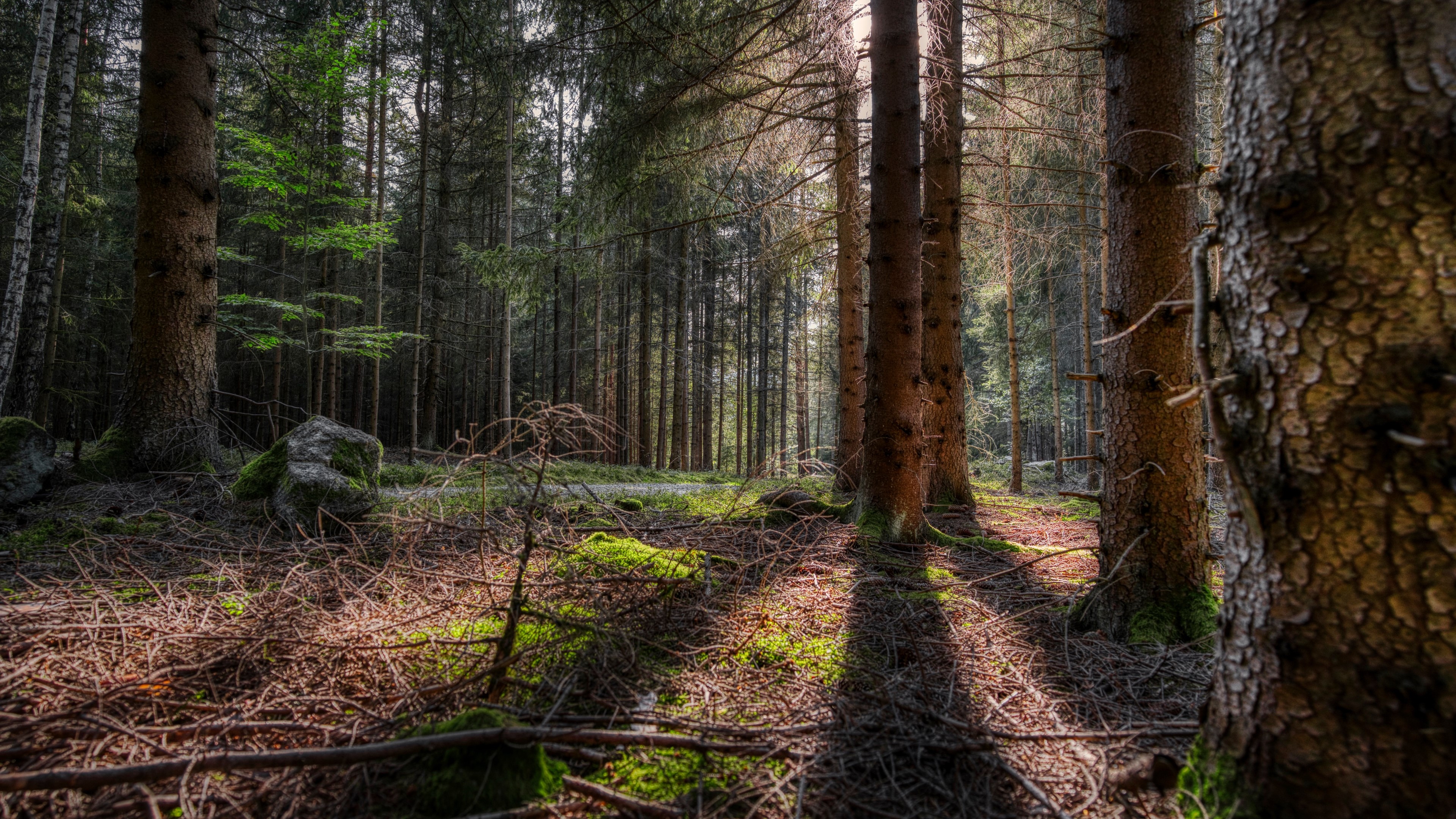 Forest HD Wallpaper