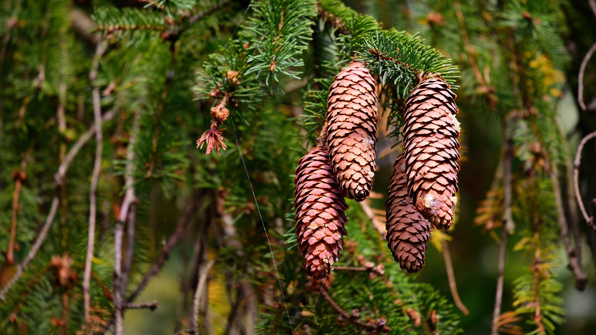 Spruce tree with hanging pine cones HD Wallpaper