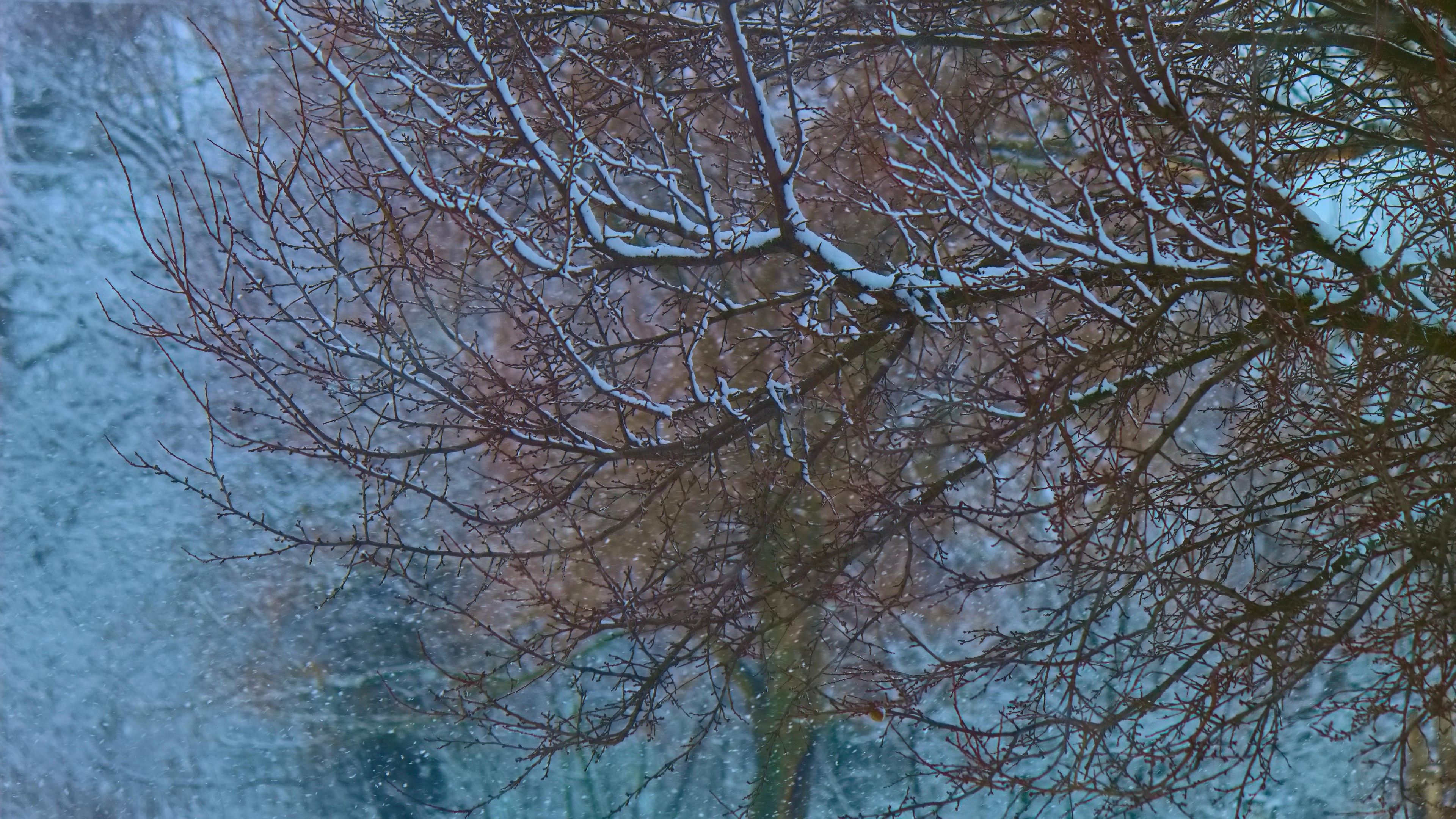 4K Snow on Tree Branches HD Wallpaper