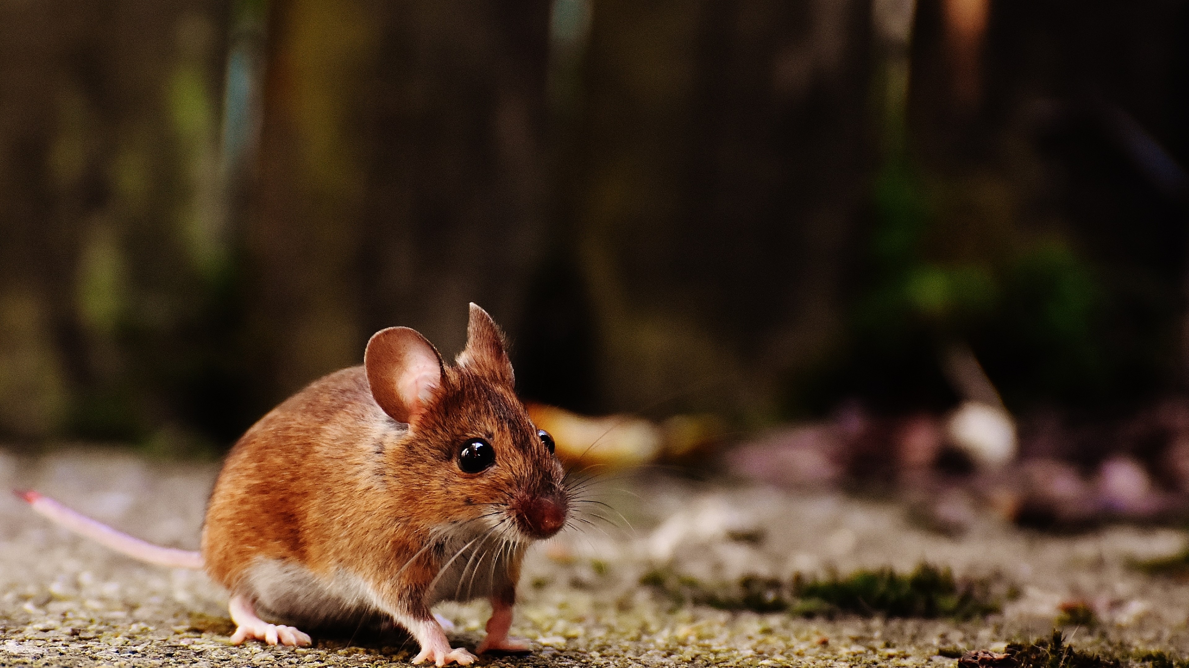 Mouse HD Wallpaper