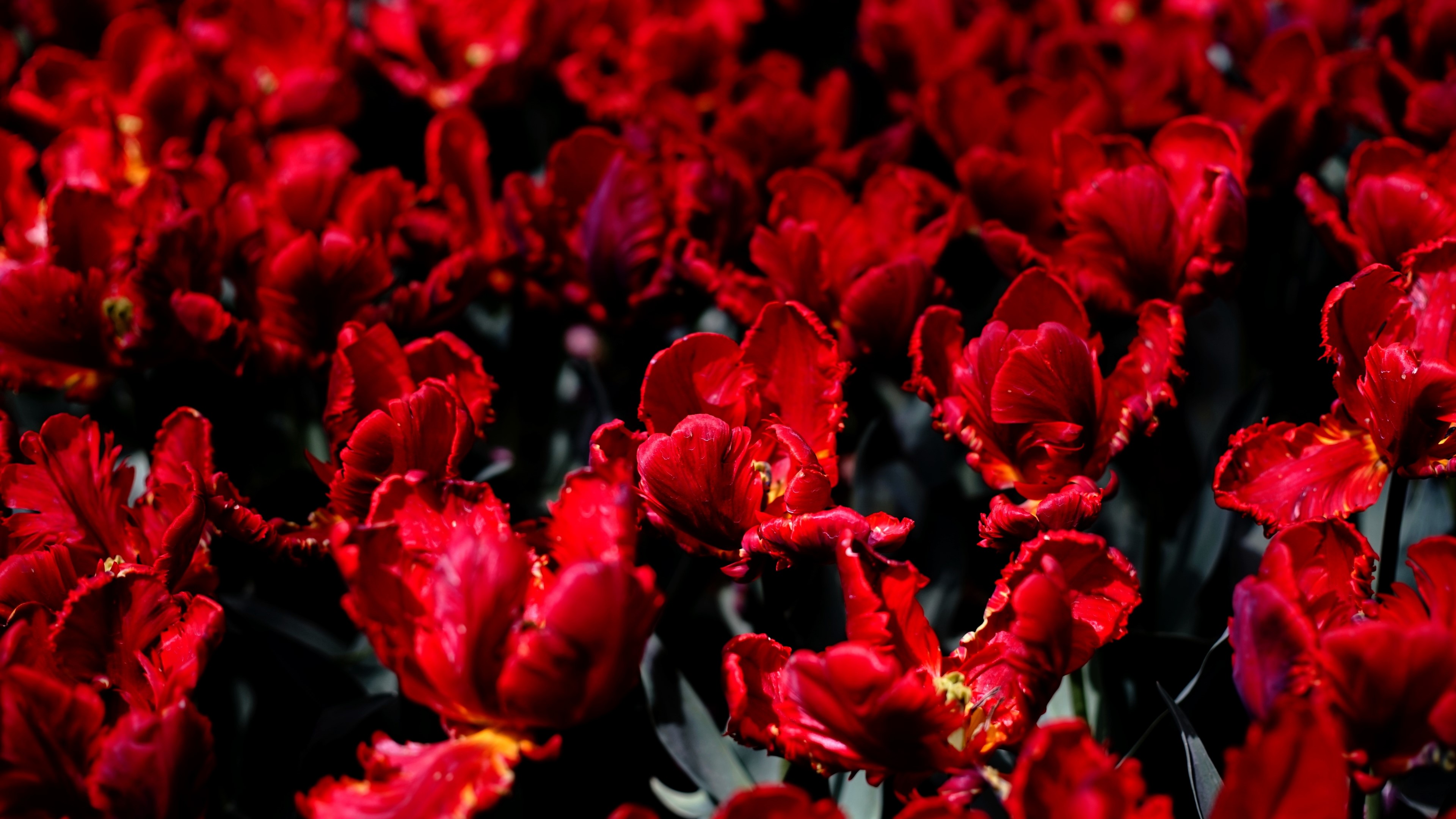 Red tulips HD Wallpaper