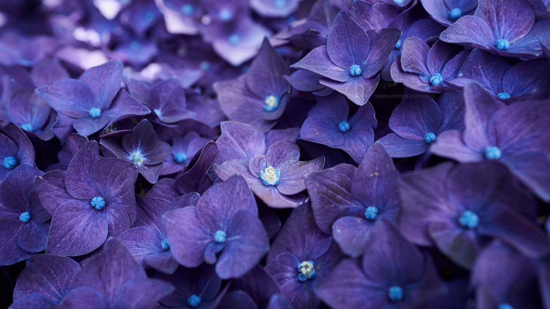 Close-up of purple Hydrangea flowers HD Wallpaper