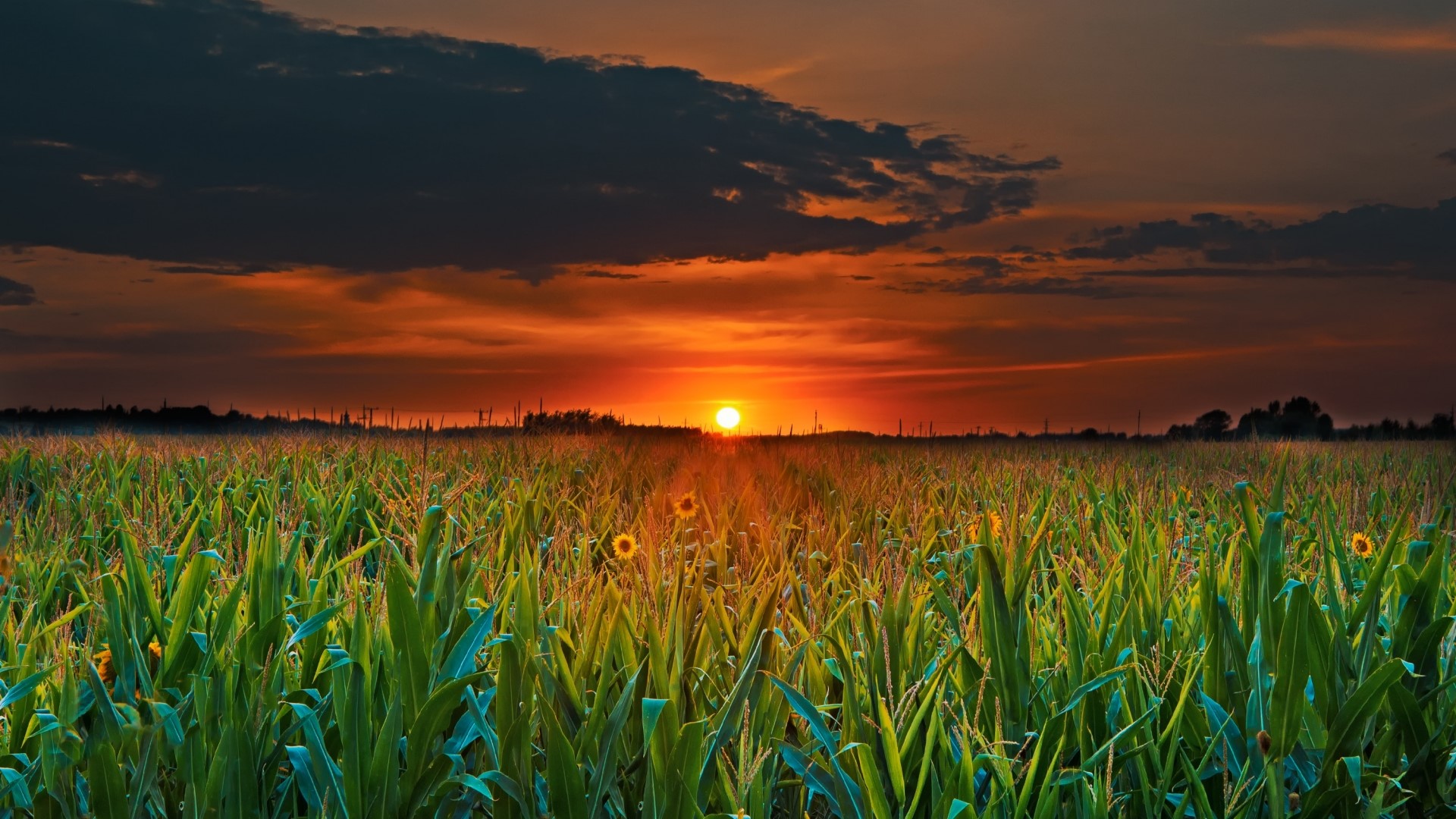 Sunset over a cornfield HD Wallpaper