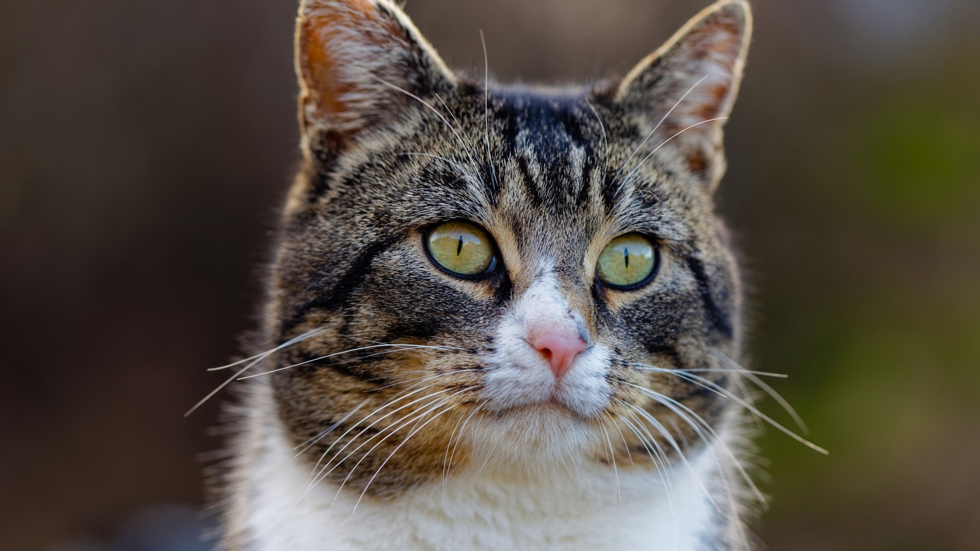 Close-up of a tabby cat's face HD Wallpaper