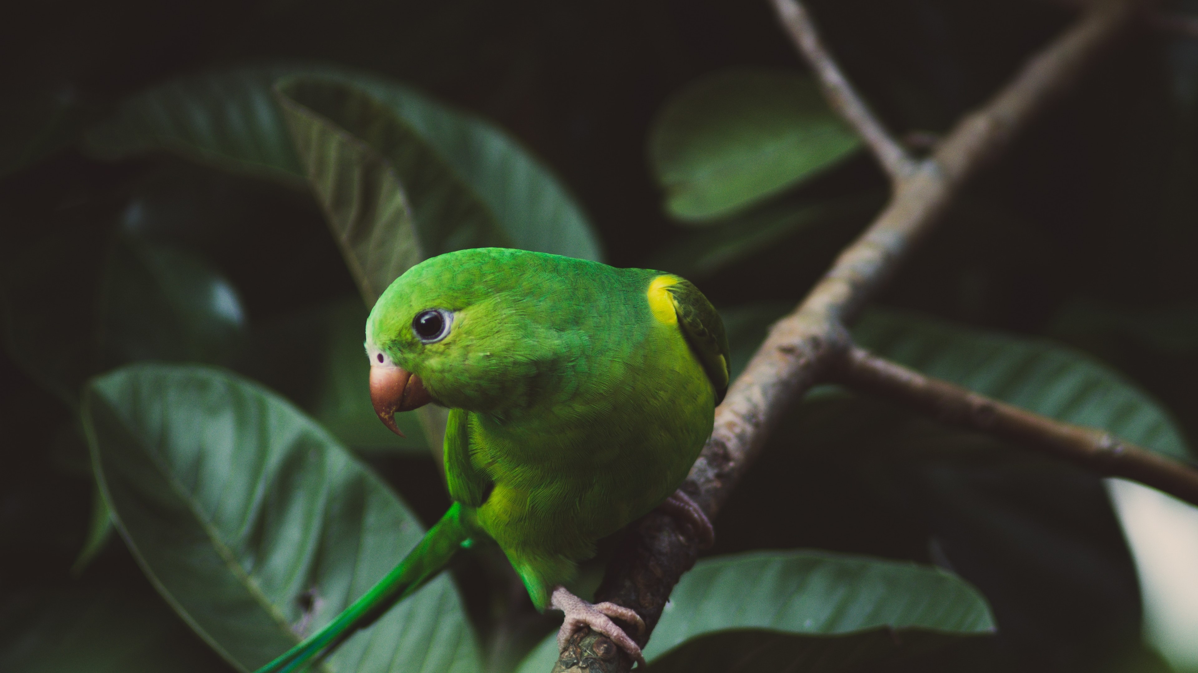 Green parrot on a branch with leaves HD Wallpaper