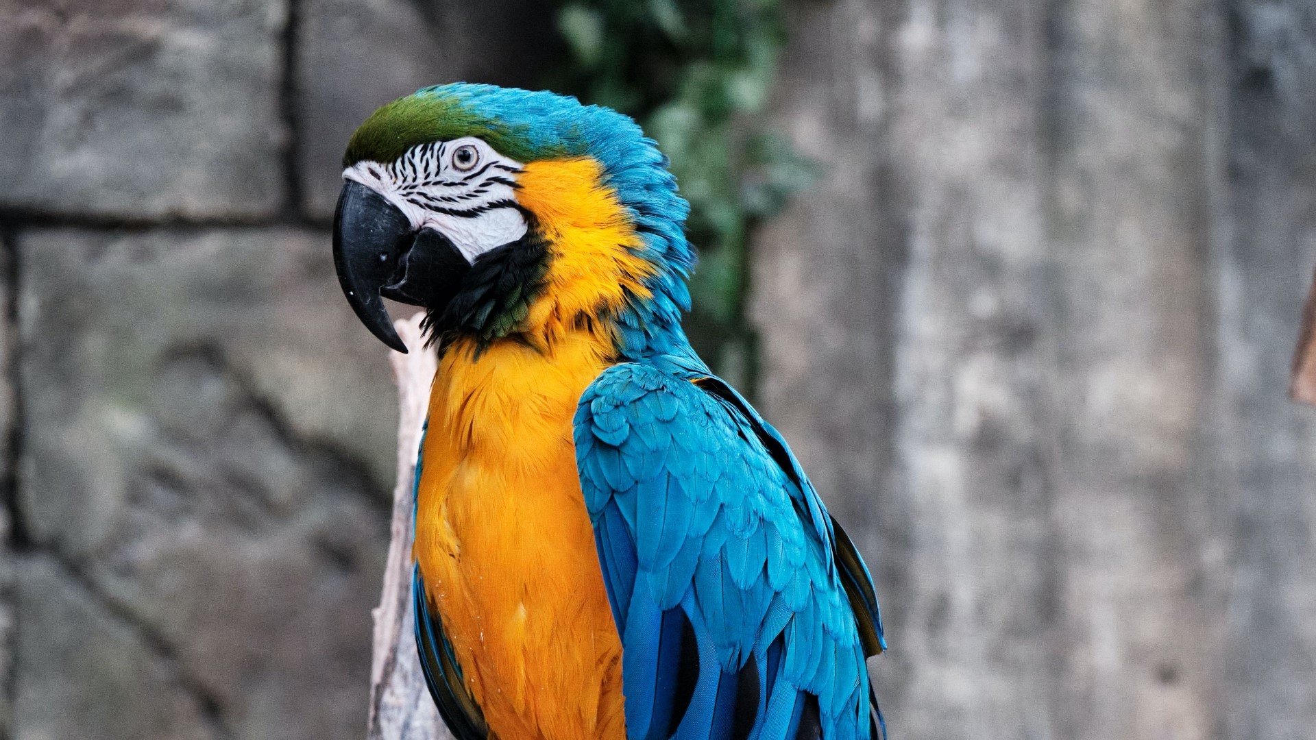 Blue and yellow macaw perched on a branch HD Wallpaper