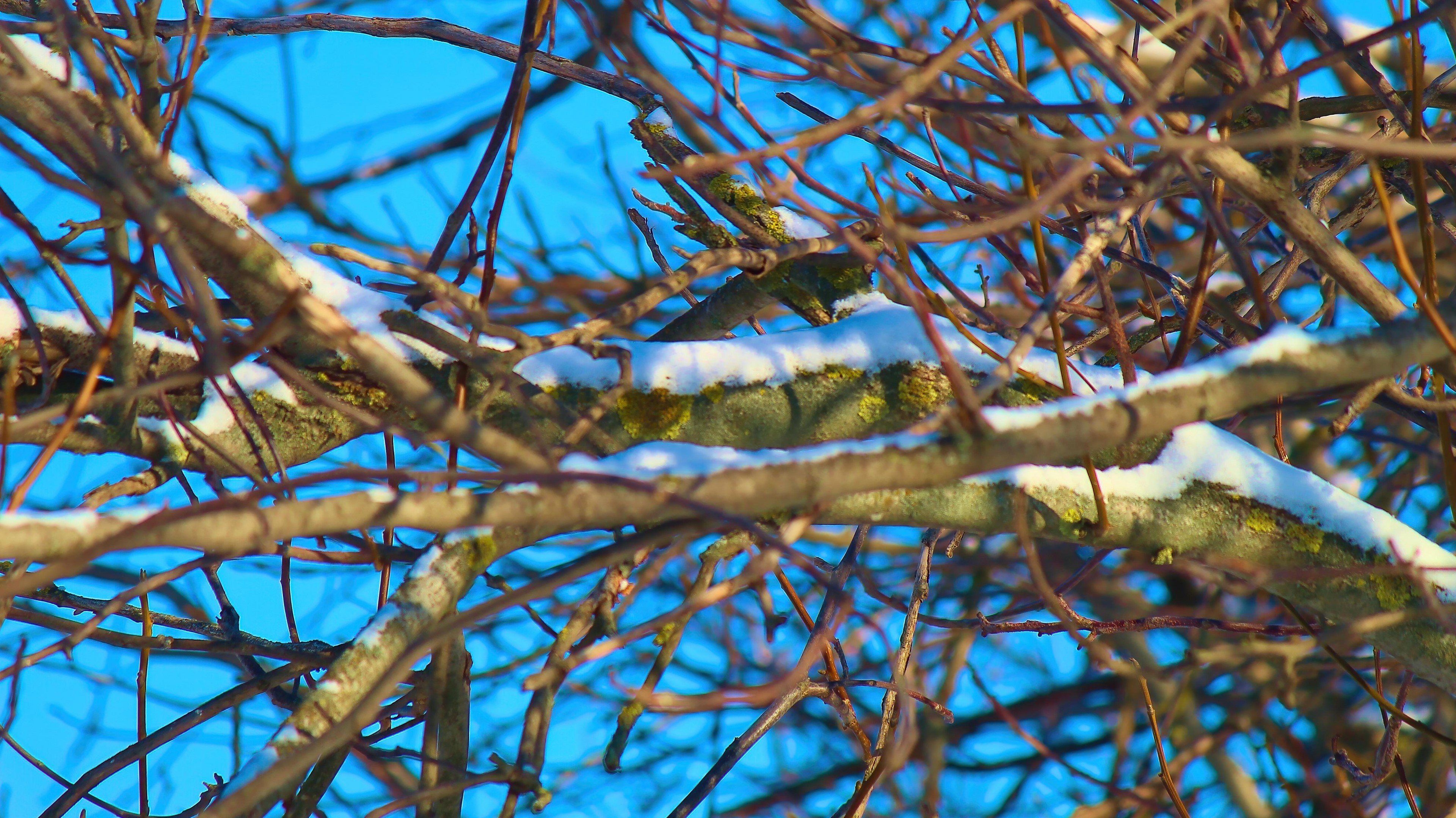 Snow on tree branches against blue sky HD Wallpaper