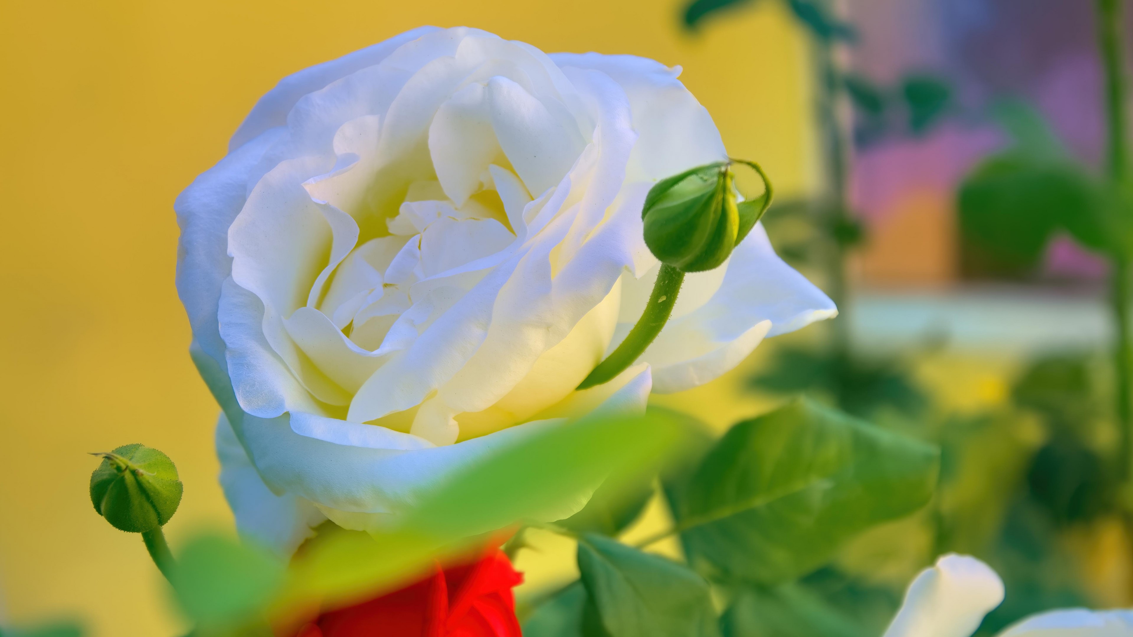 4K White Rose with Buds HD Wallpaper