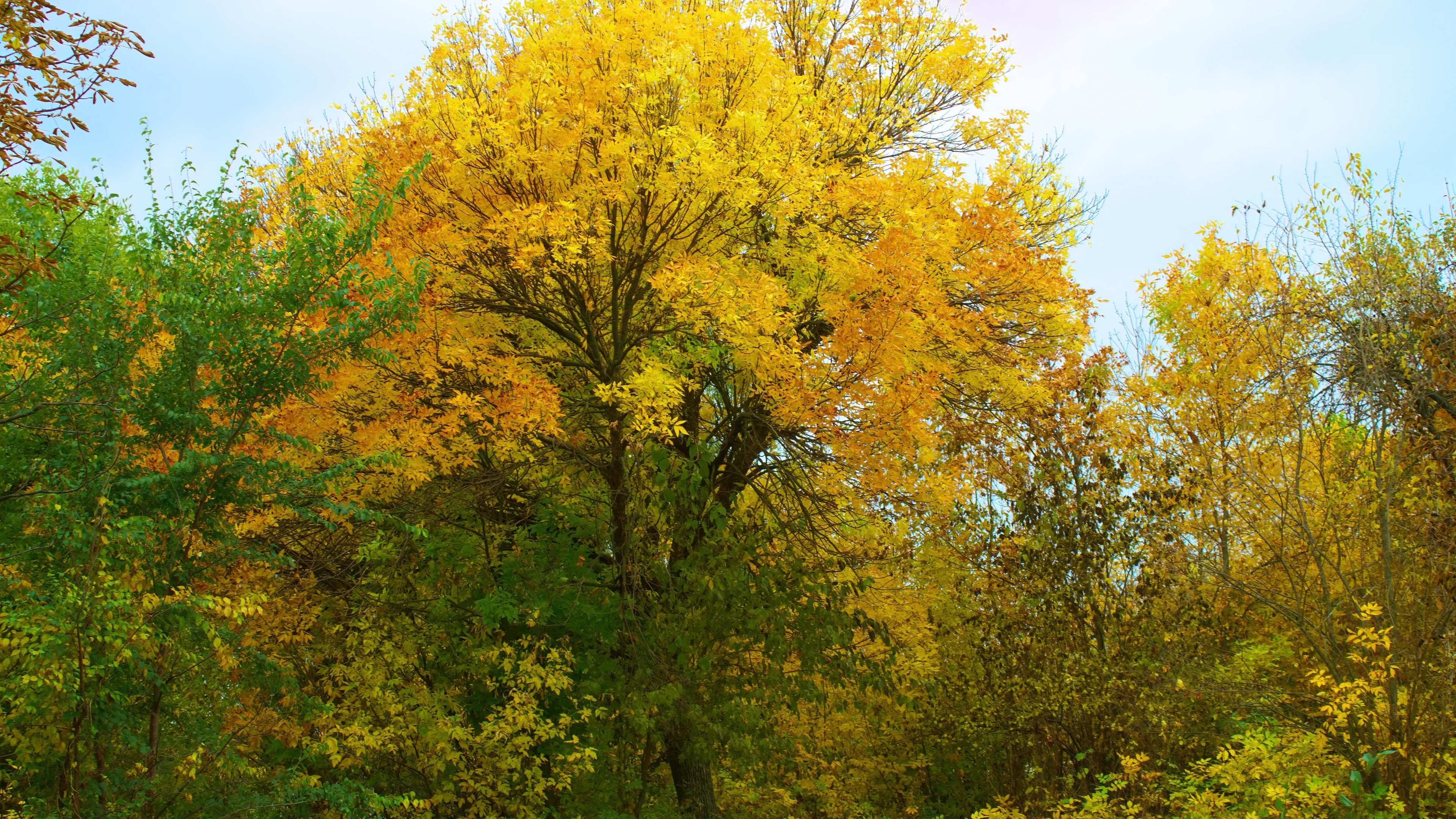 4K Autumn Trees with Yellow and Green Foliage HD Wallpaper