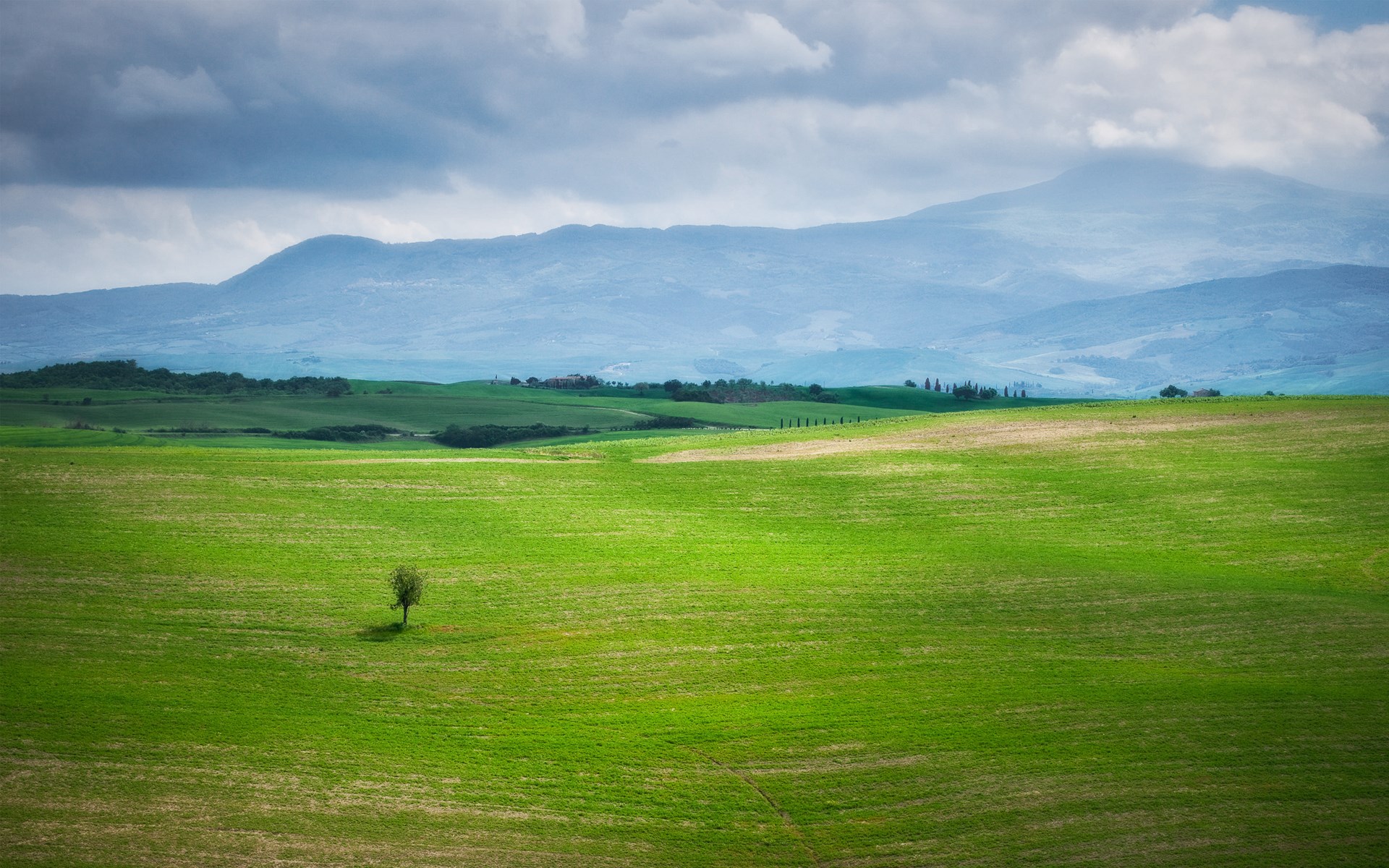 Green rolling hills with a lone tree and mountains HD Wallpaper