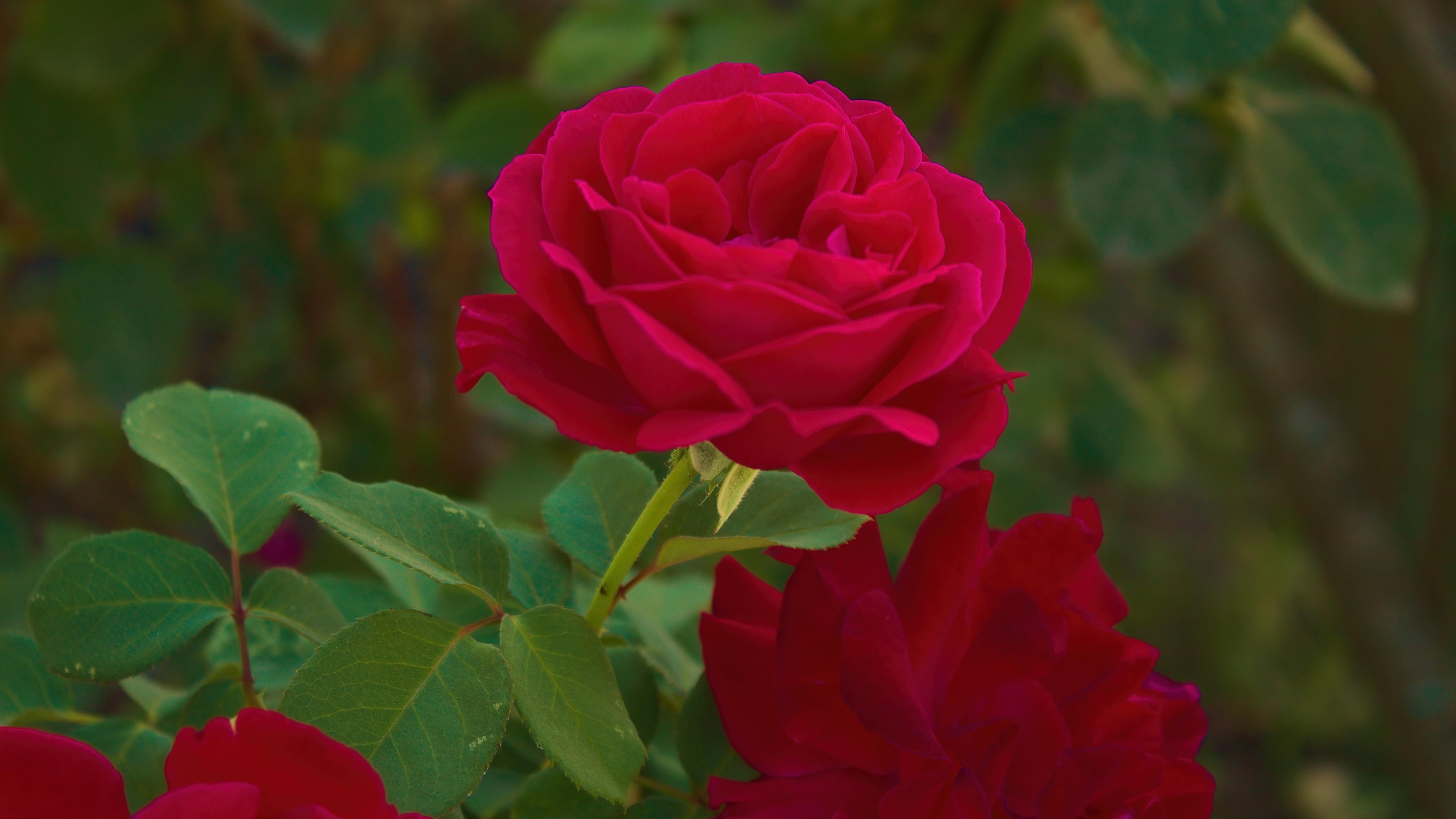 4K Red Roses HD Wallpaper