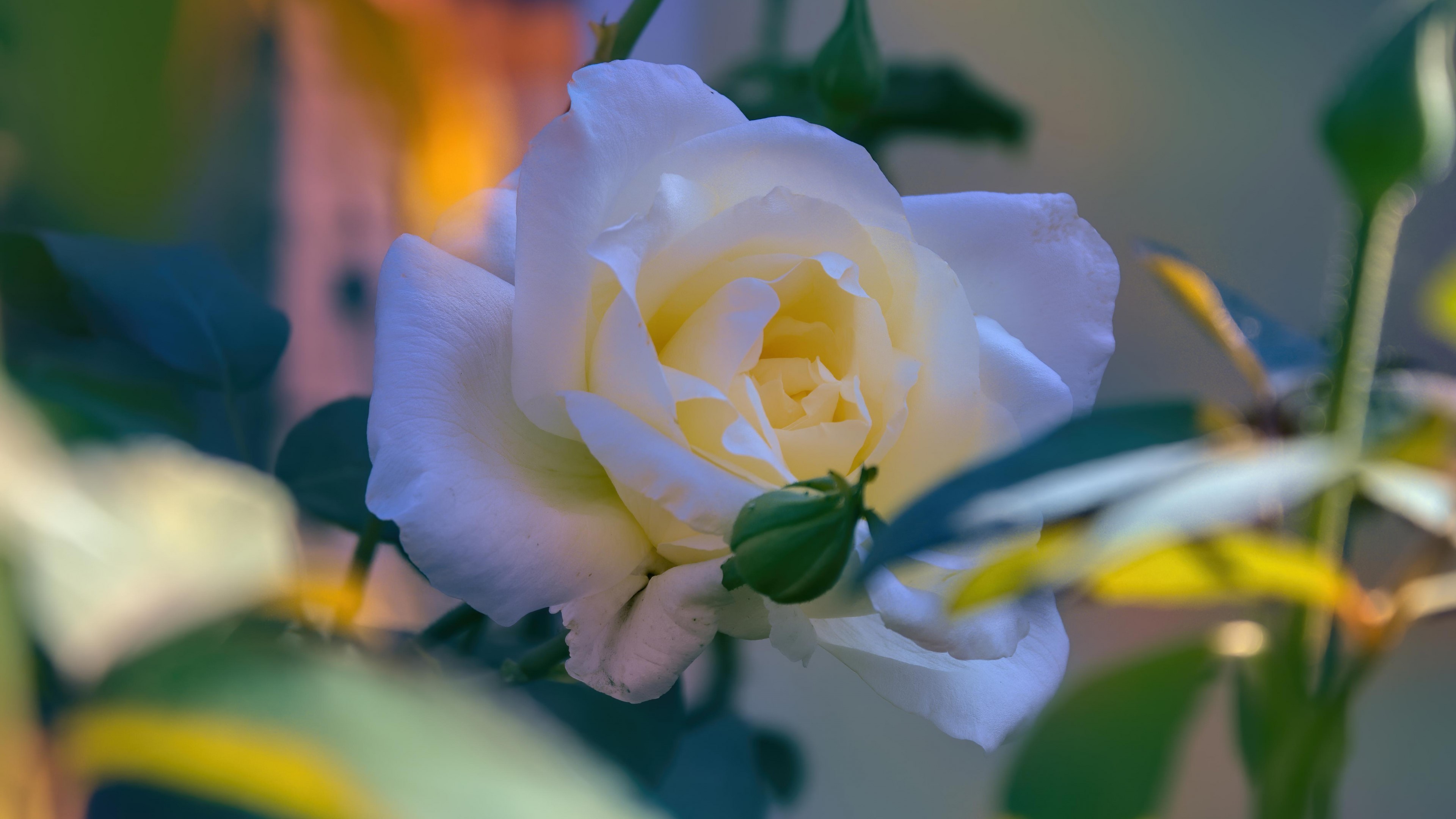 4K White Rose Flower HD Wallpaper