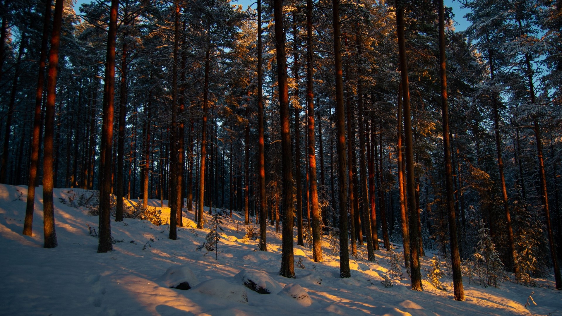 Snowy forest with sunlit trees HD Wallpaper