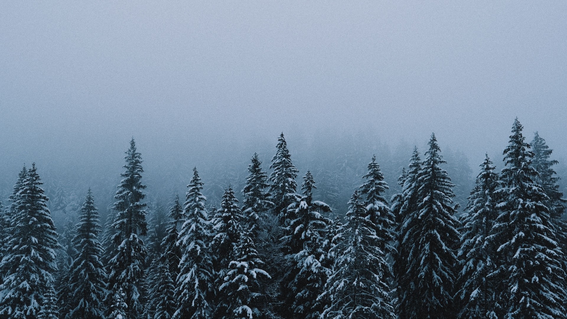 Snow-covered evergreen forest in fog HD Wallpaper