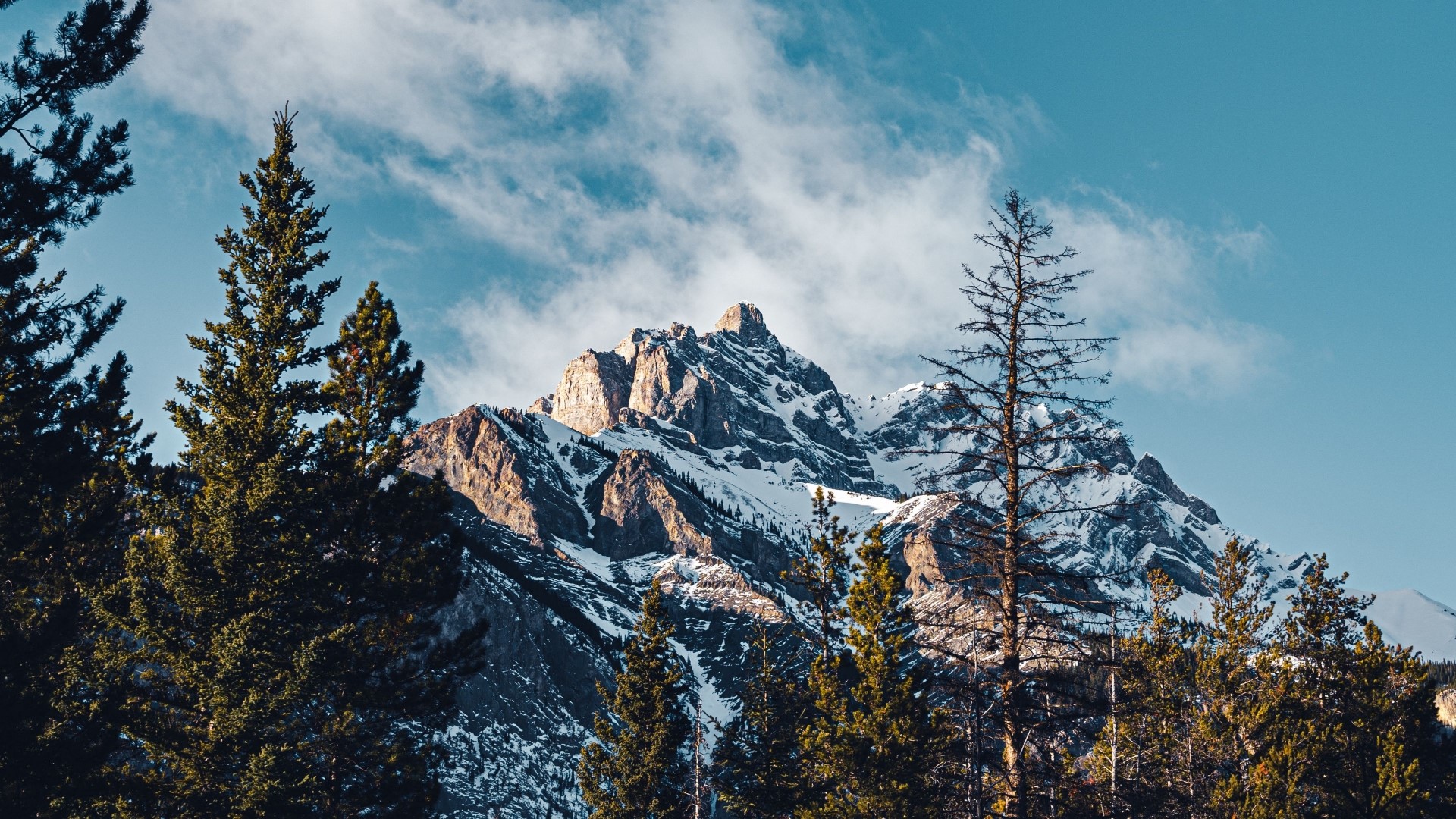 Snow-capped mountain peak behind pine trees HD Wallpaper