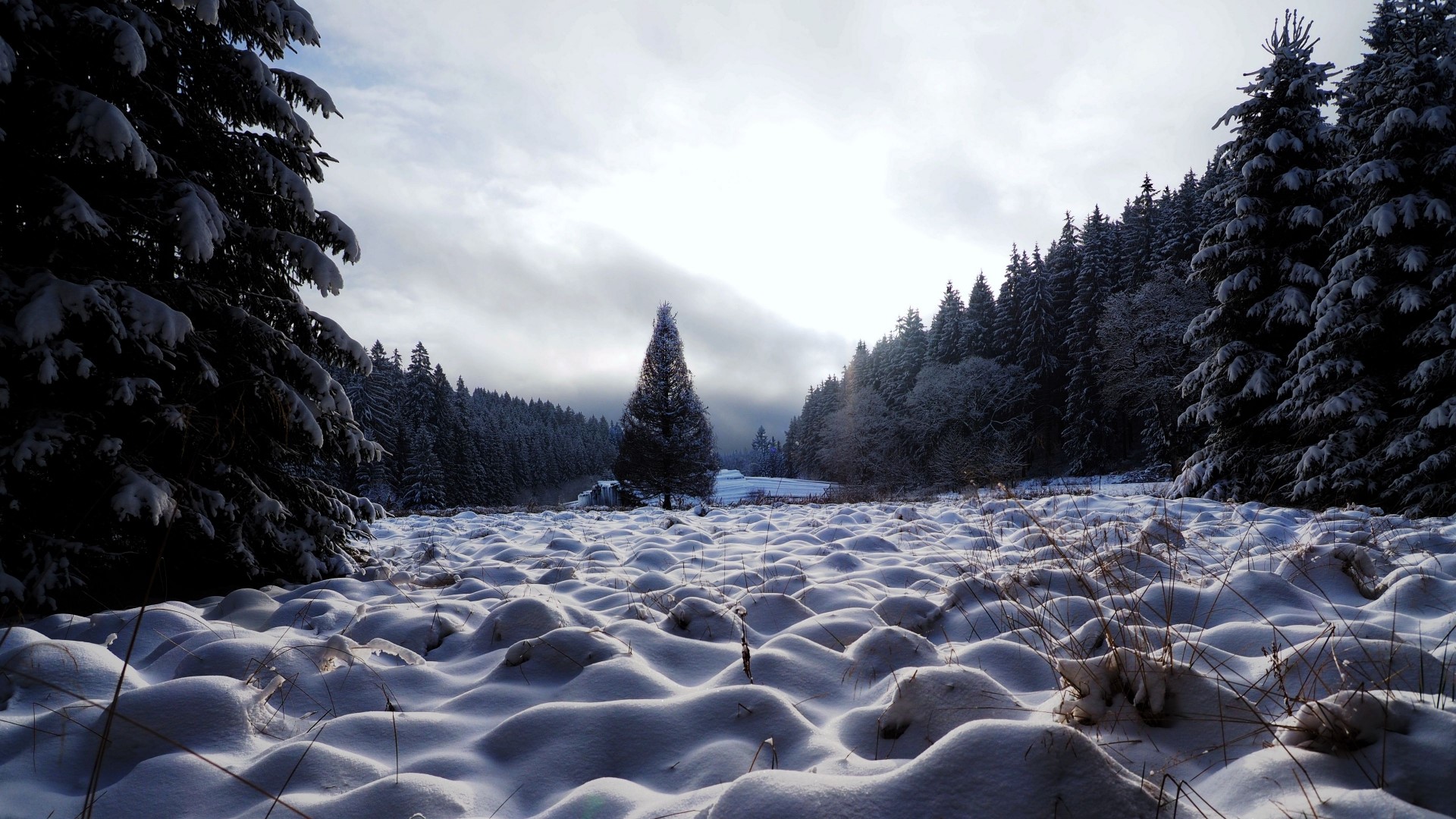Snowy landscape with pine trees and undulating snowdrifts HD Wallpaper