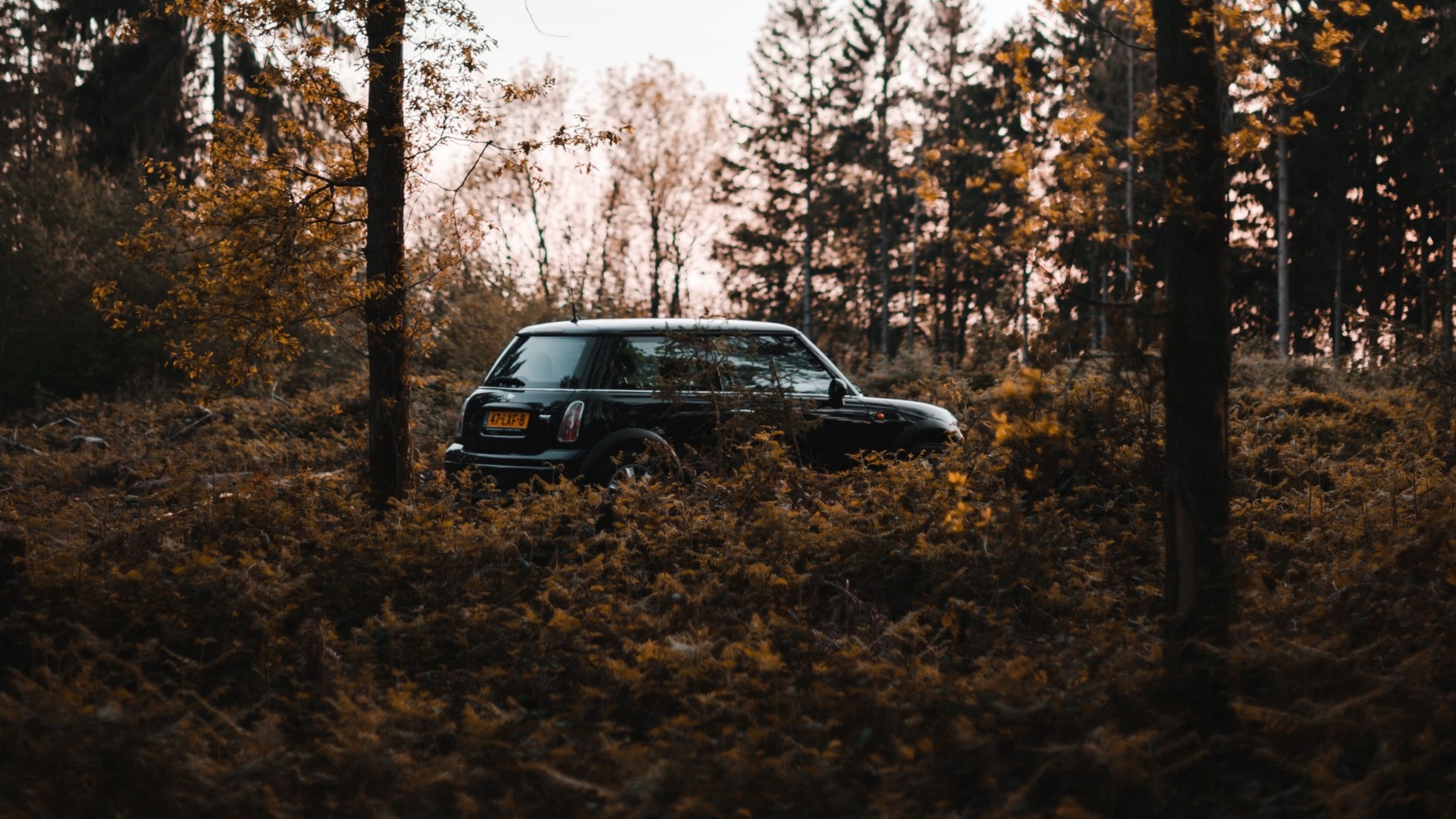 Black Mini Cooper in a forest HD Wallpaper