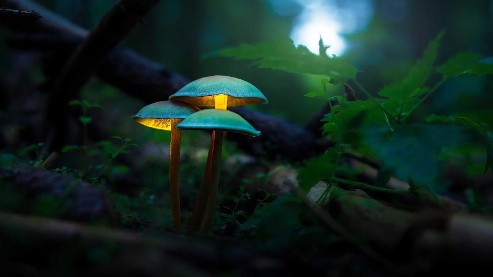 Glowing mushrooms in a dark forest HD Wallpaper