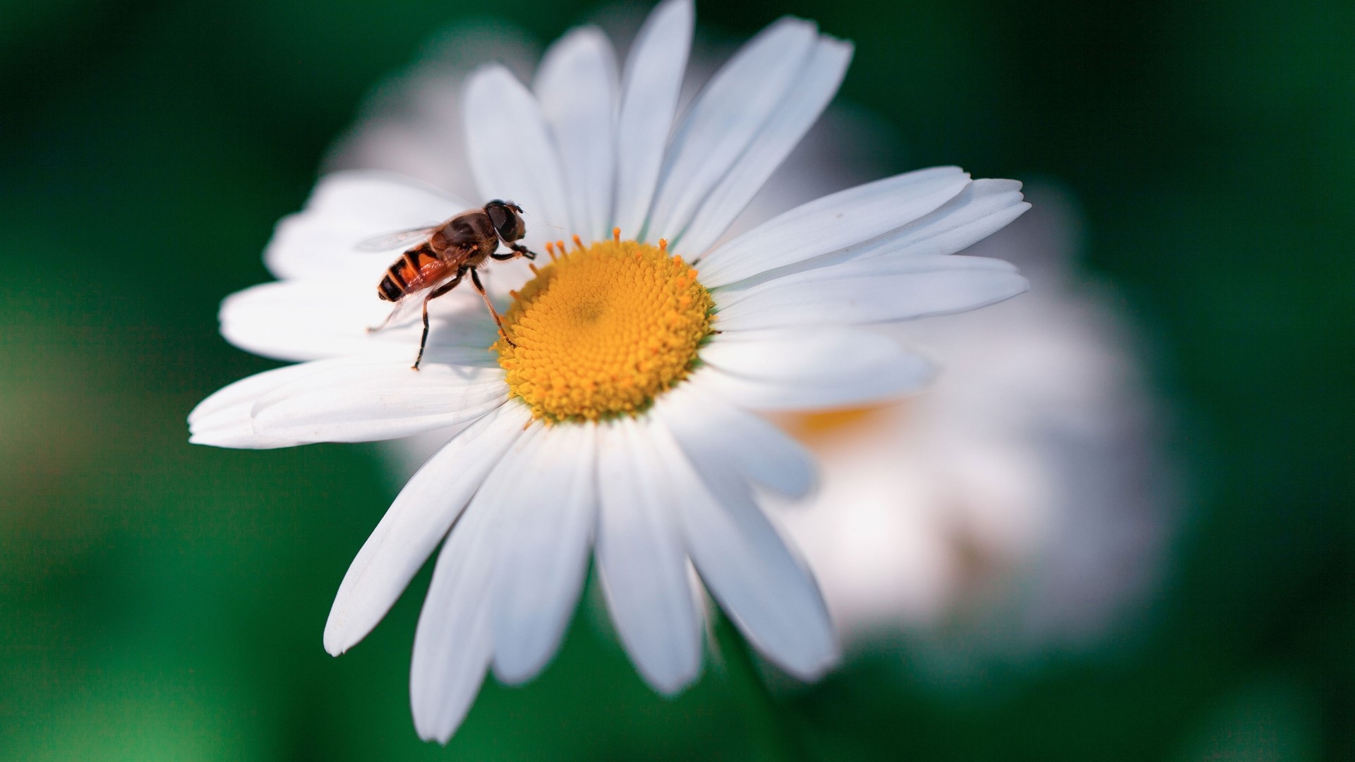 Bee on a white daisy flower HD Wallpaper