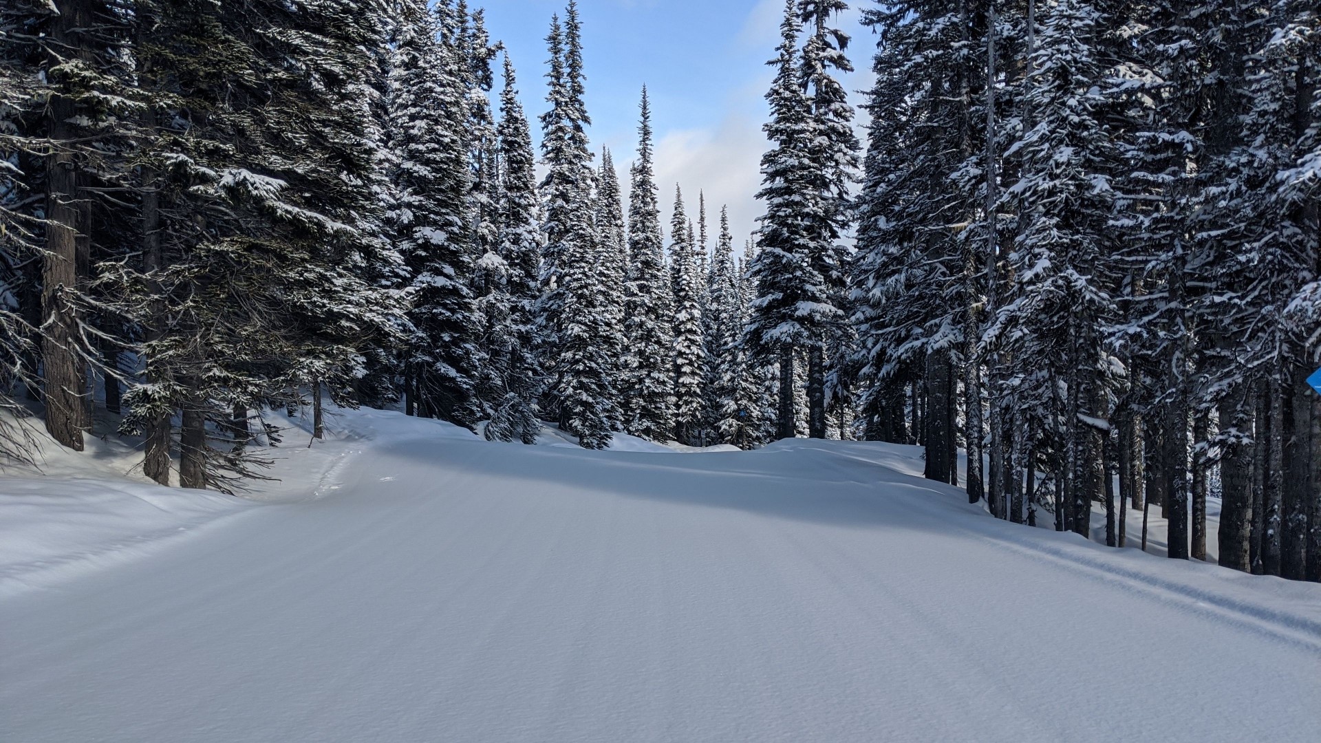 Snowy forest path with tall pine trees HD Wallpaper